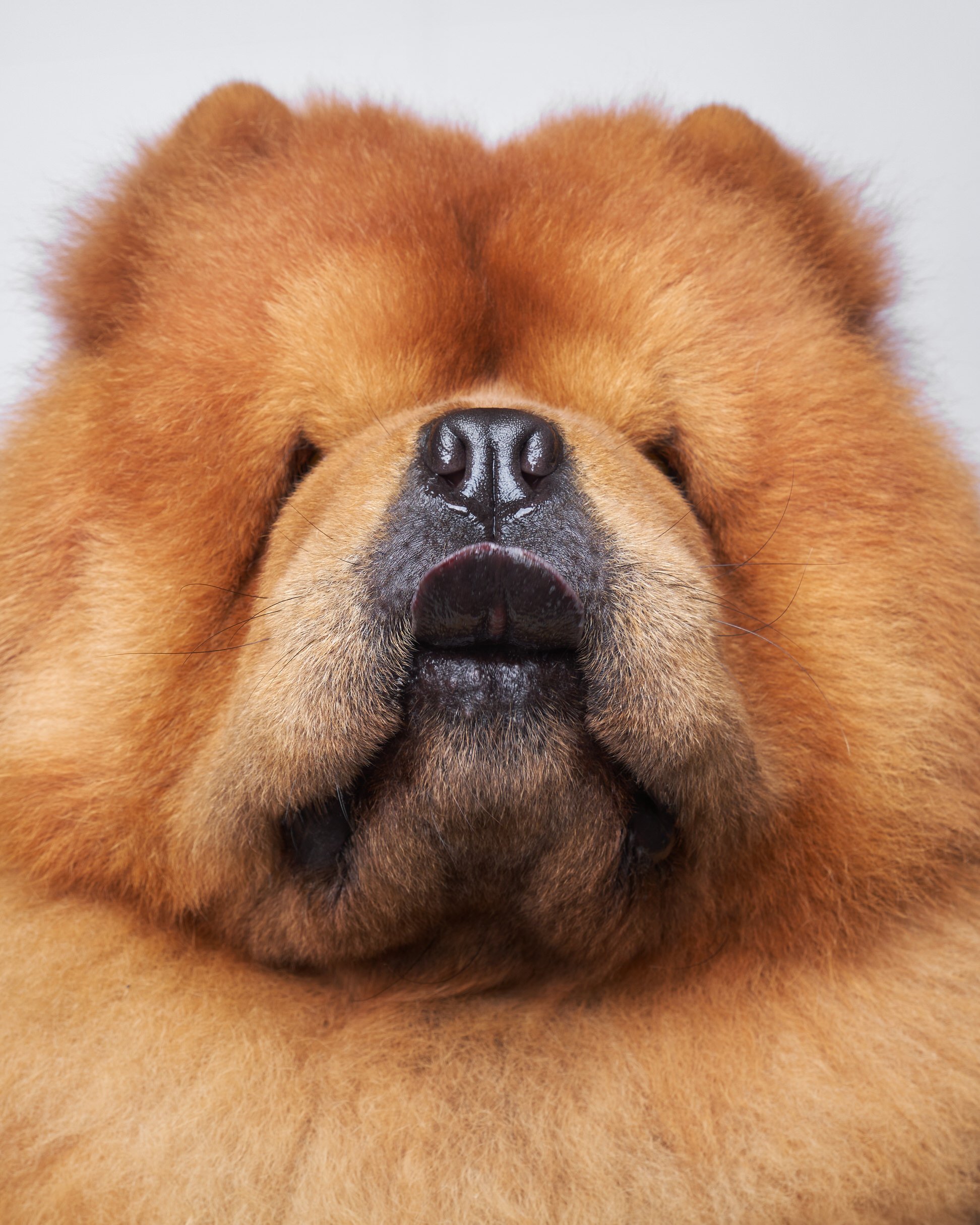 027-Butch McCartney Dog Photographer.jpg