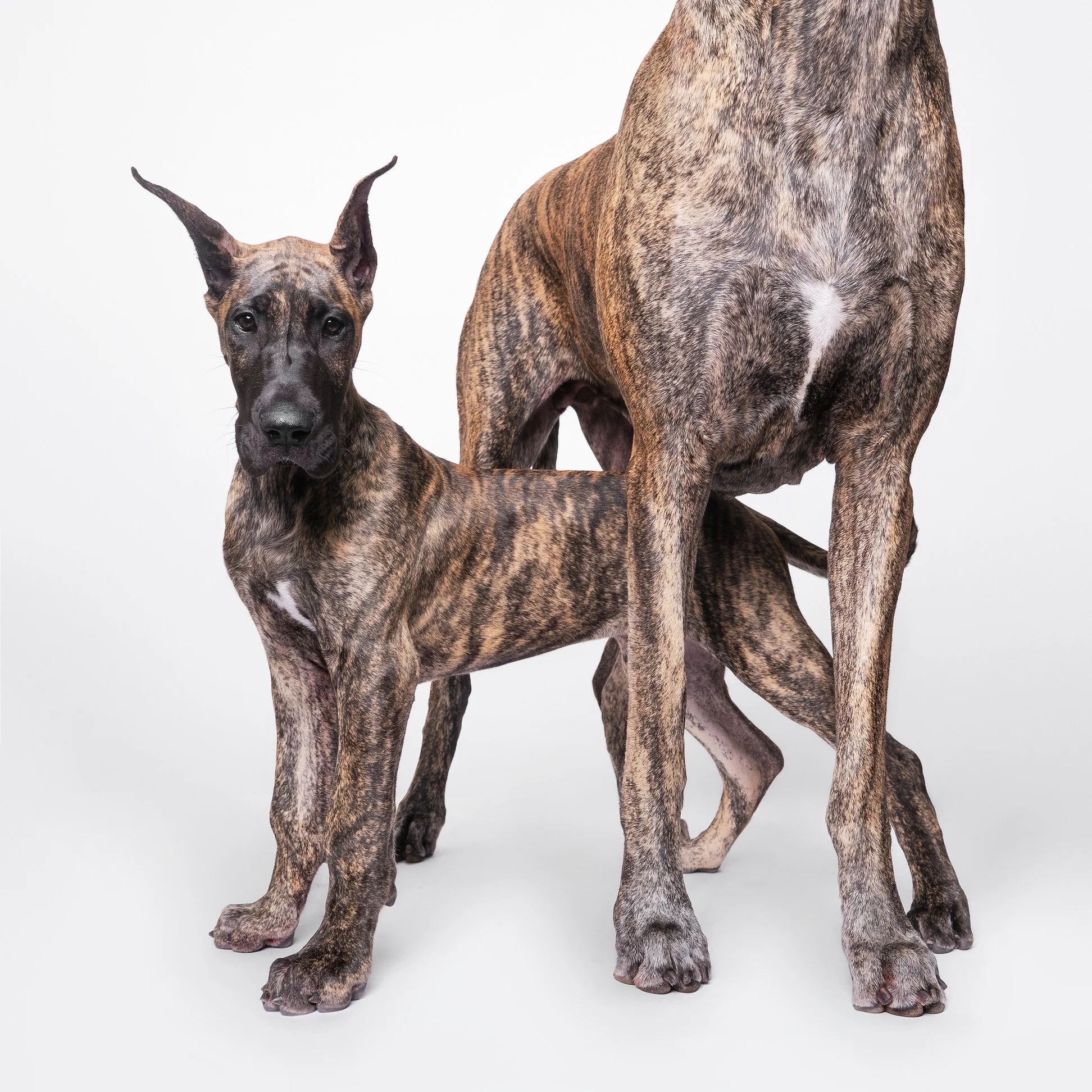 028-Butch McCartney Dog Photographer.jpg