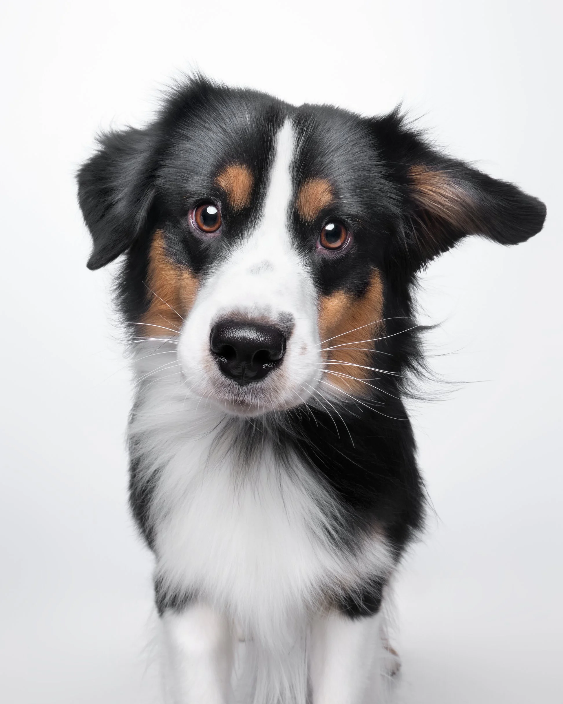 030-Butch McCartney Dog Photographer.jpg