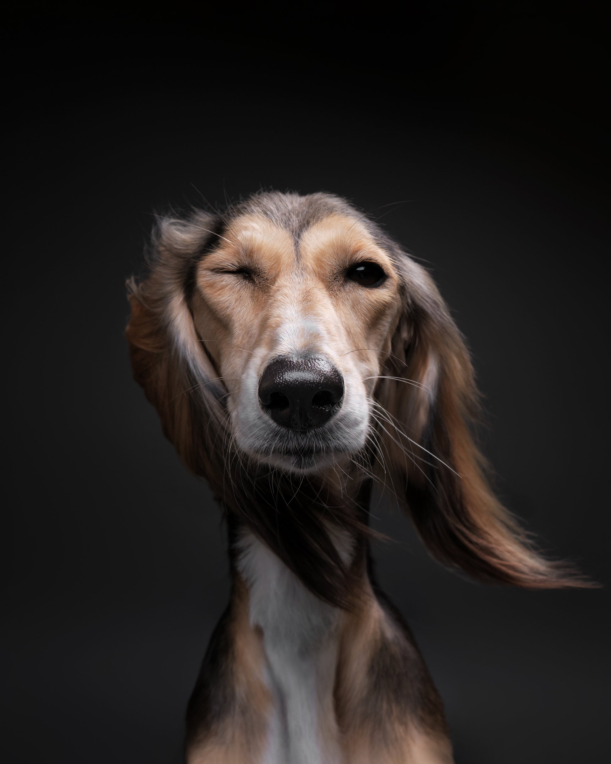 031-Butch McCartney Dog Photographer.jpg