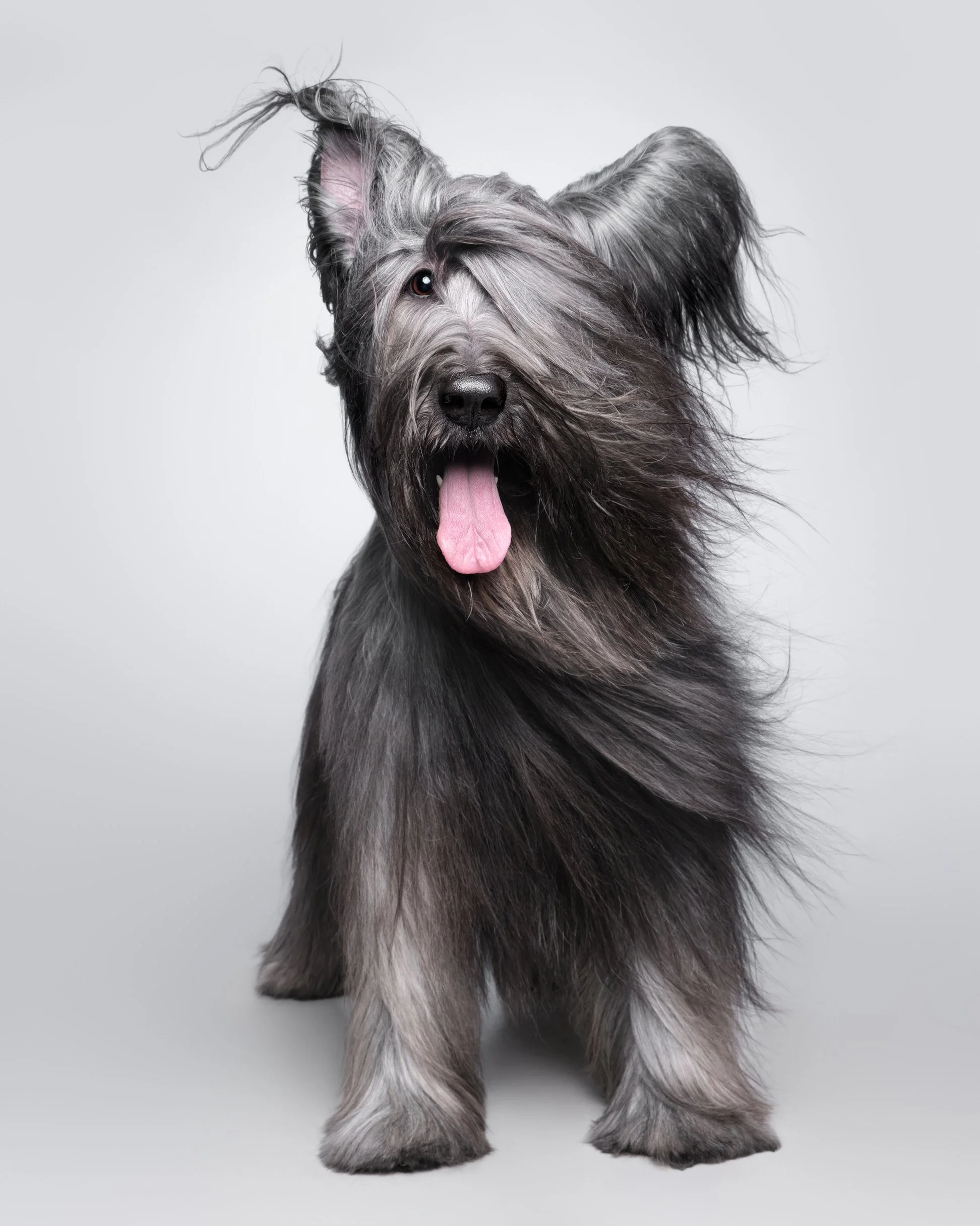 032-Butch McCartney Dog Photographer.jpg