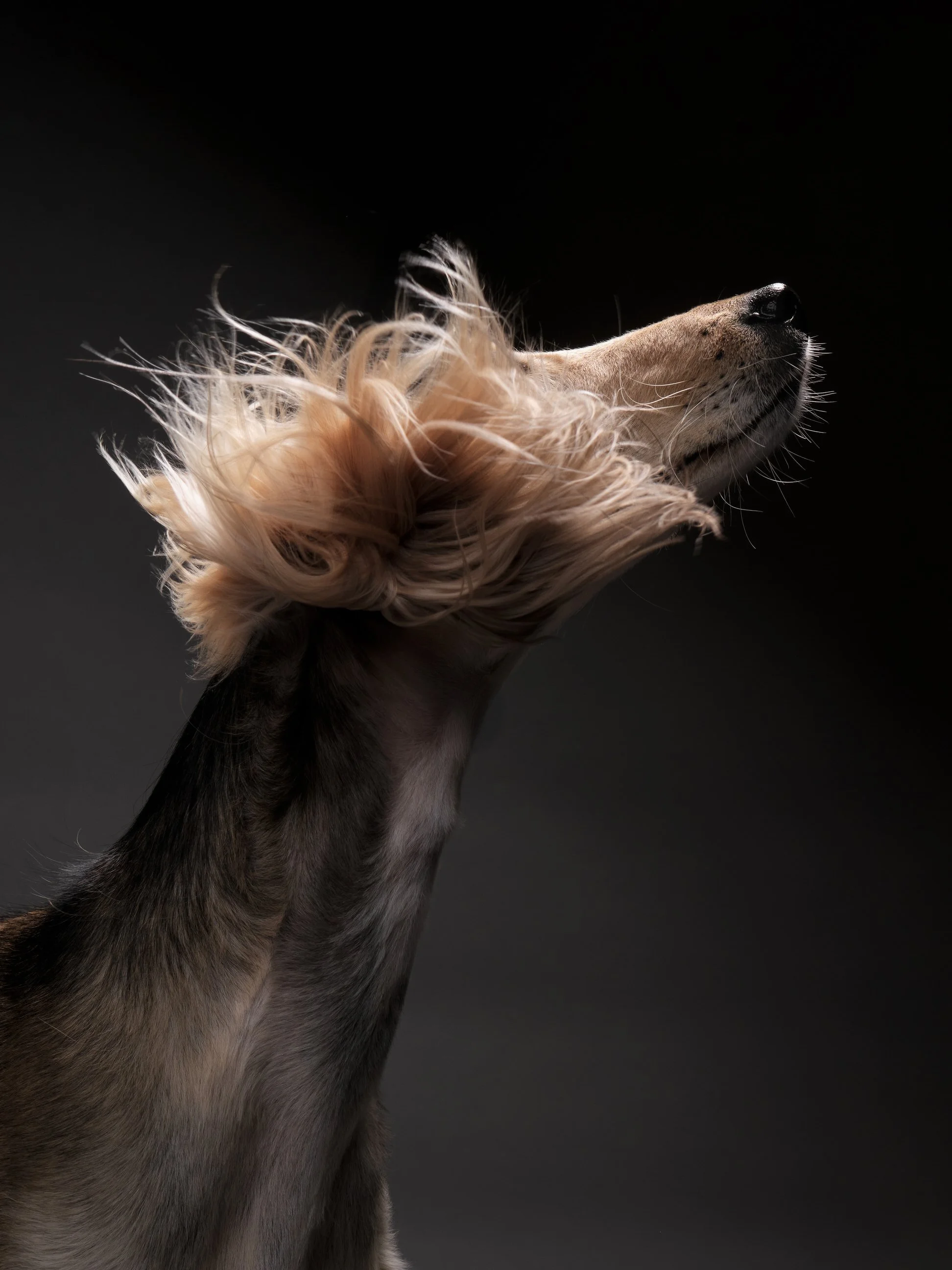 033-Butch McCartney Dog Photographer.jpg