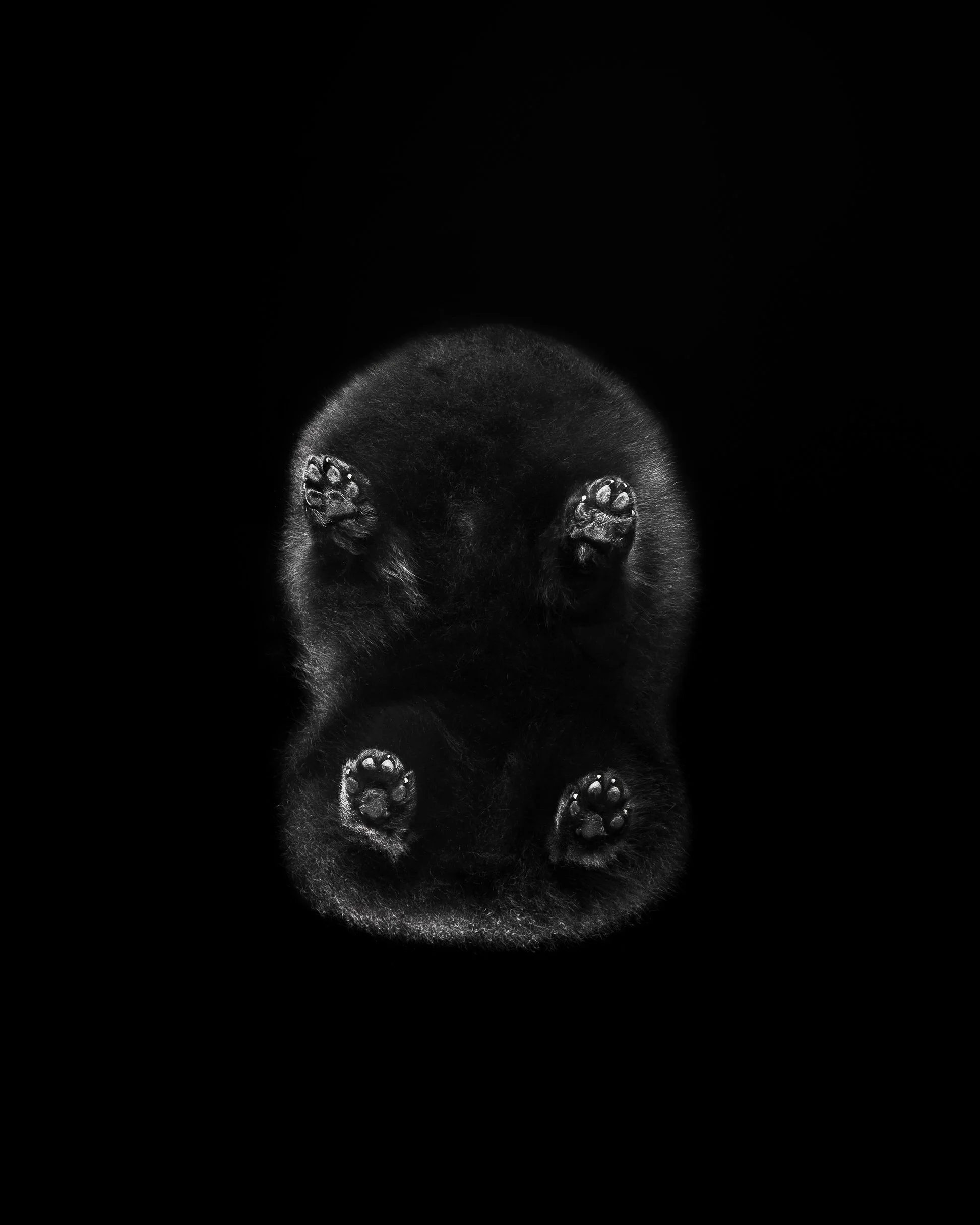 034-Butch McCartney Dog Photographer.jpg