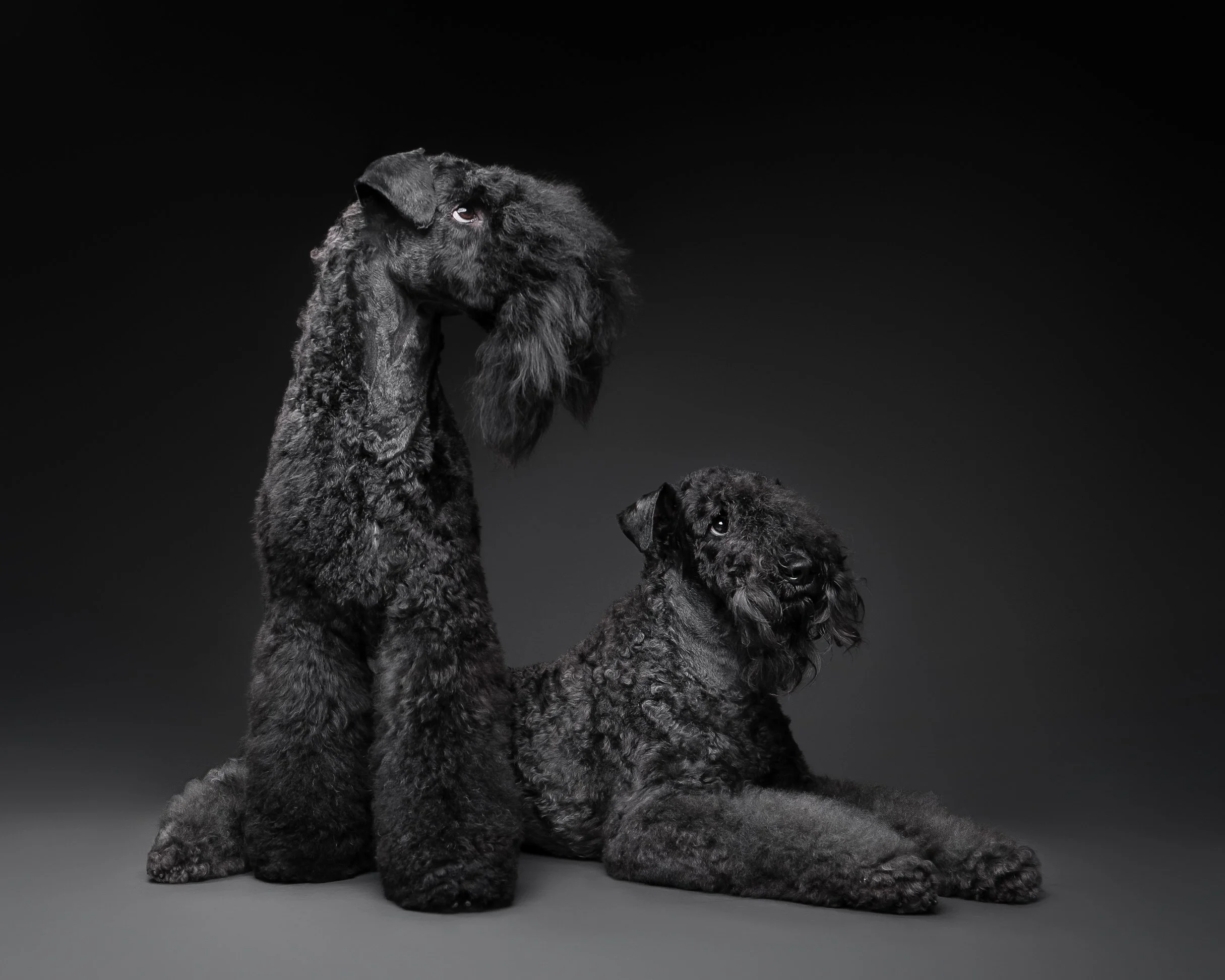 035-Butch McCartney Dog Photographer.jpg