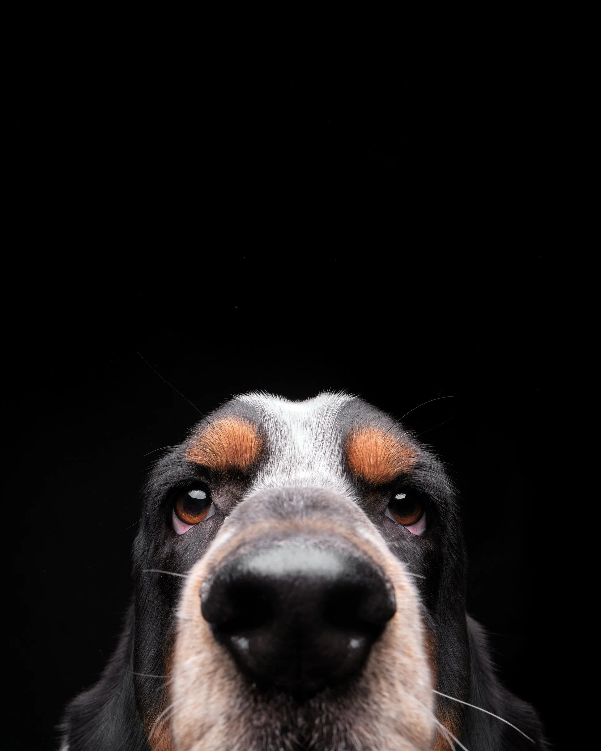 036-Butch McCartney Dog Photographer.jpg