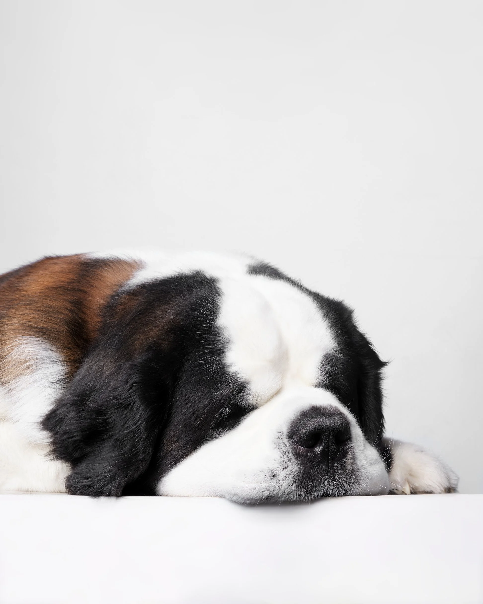 037-Butch McCartney Dog Photographer.jpg