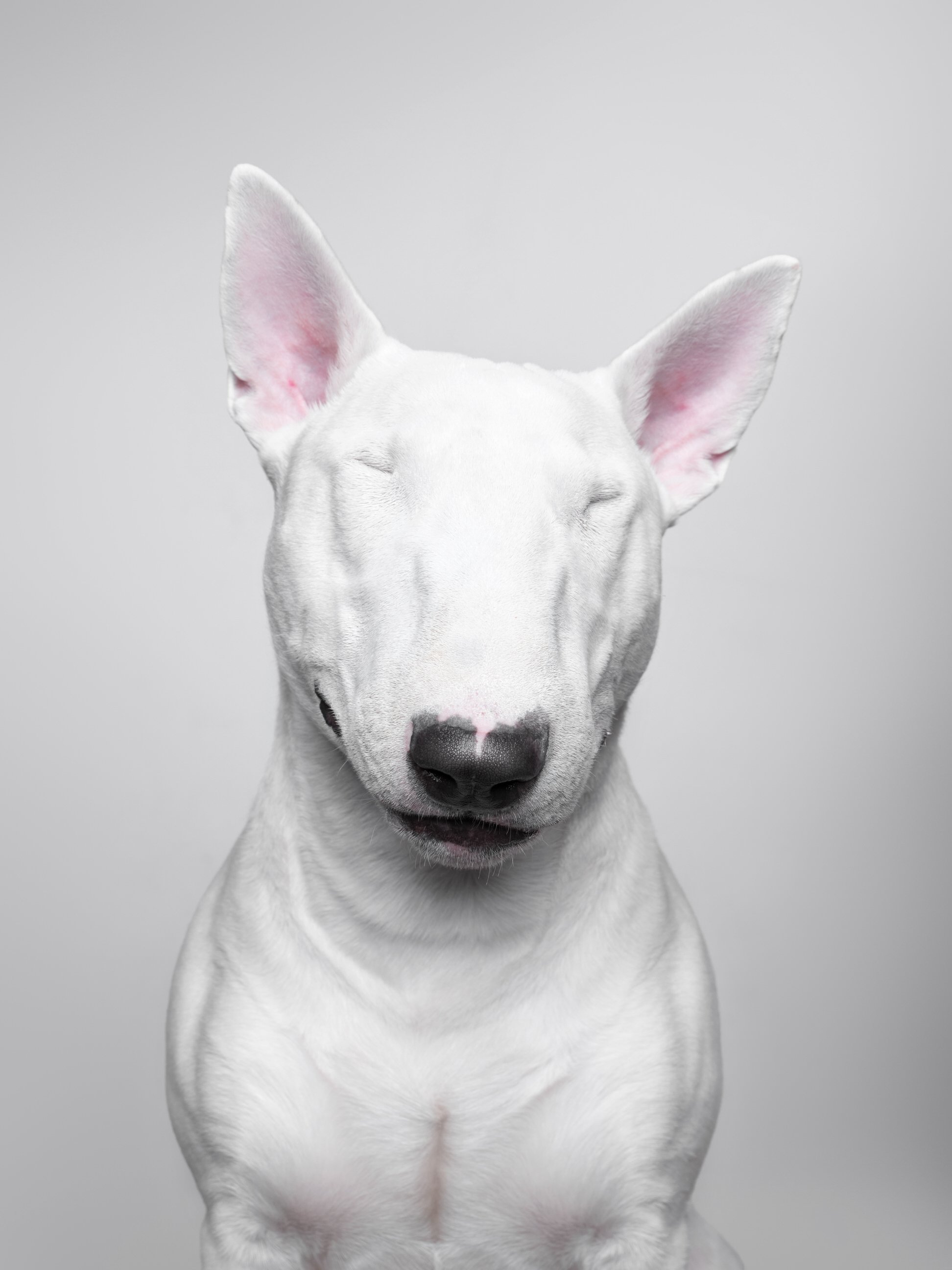 039-Butch McCartney Dog Photographer.jpg