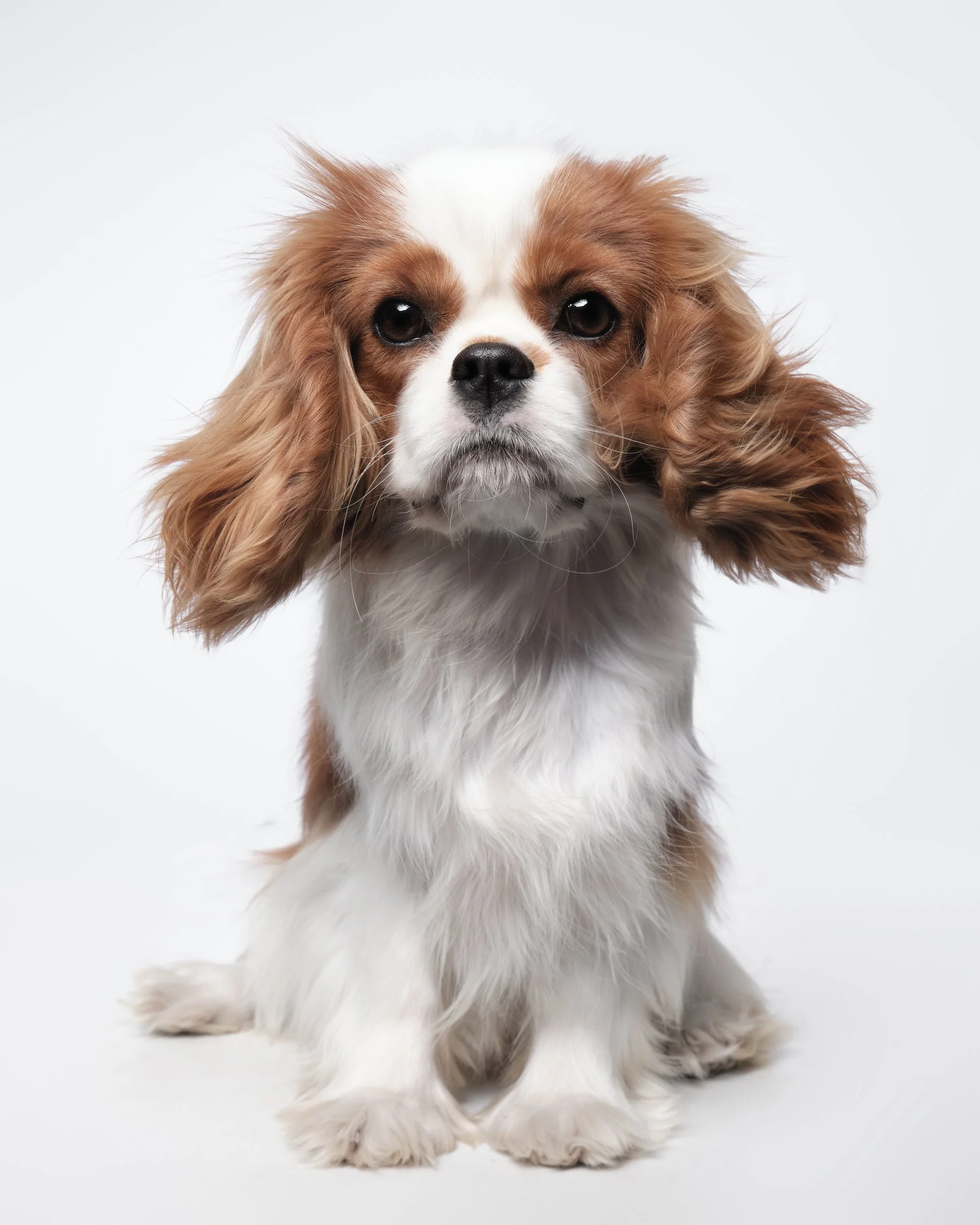 040-Butch McCartney Dog Photographer.jpg