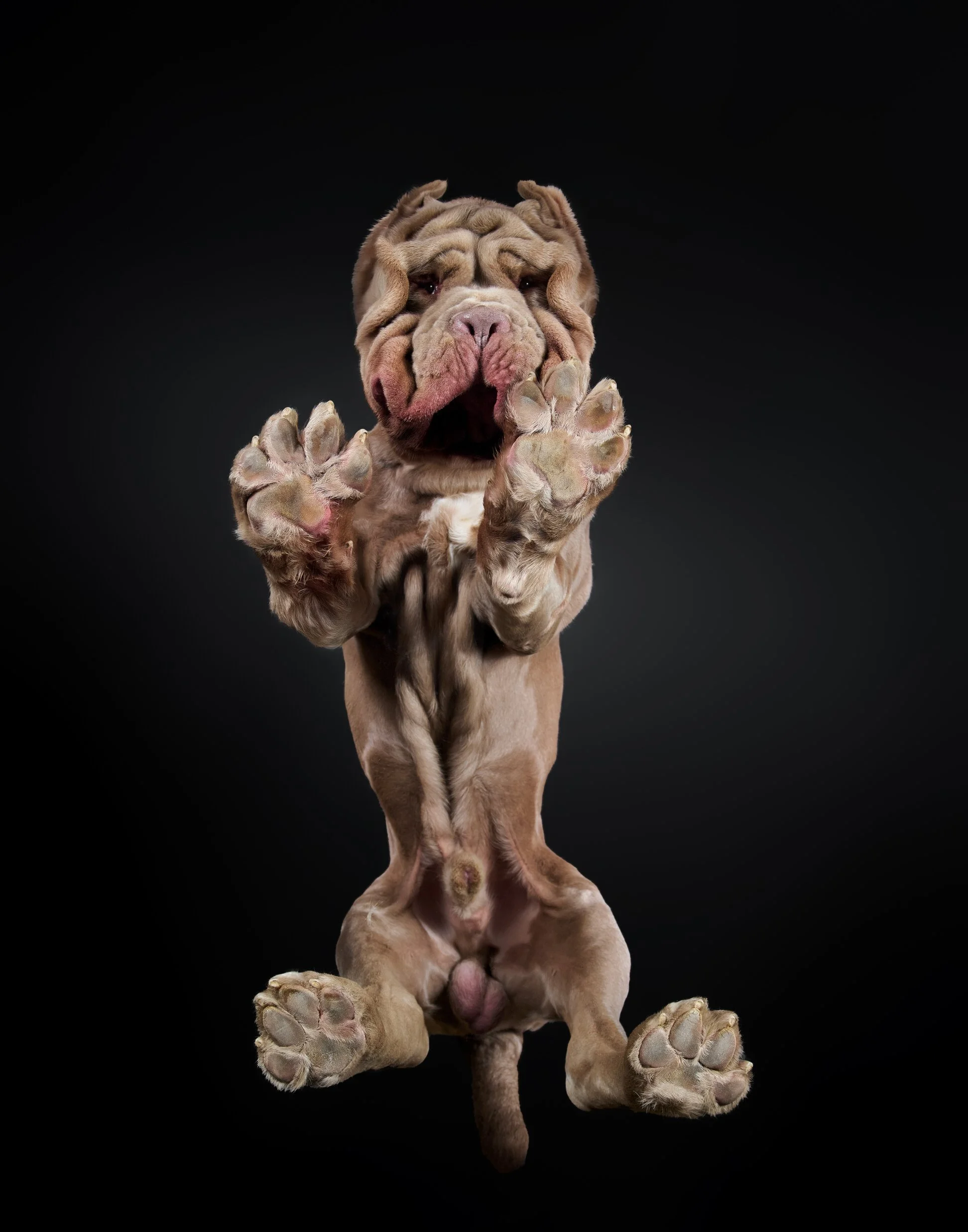 042-Butch McCartney Dog Photographer.jpg