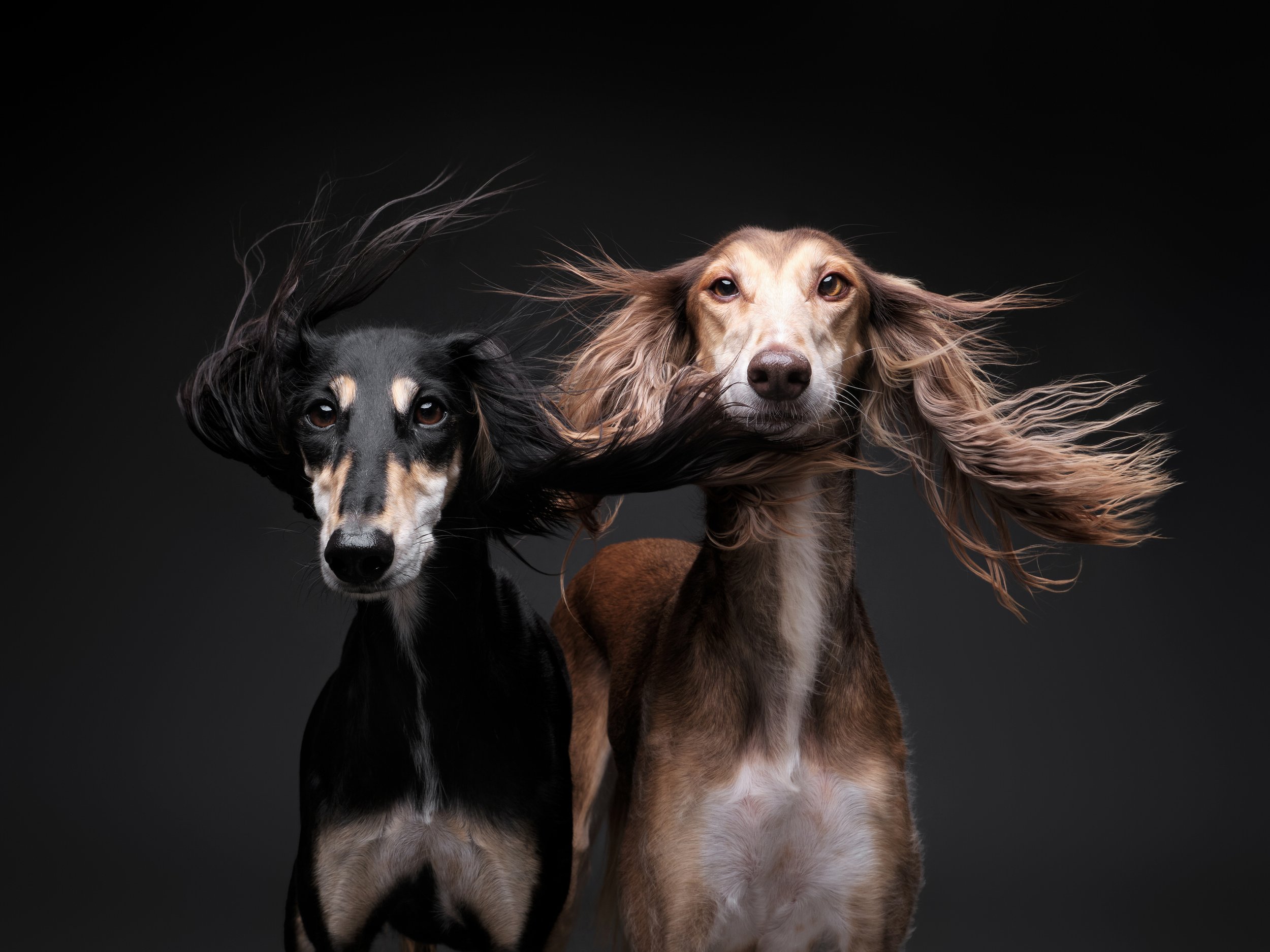 043-Butch McCartney Dog Photographer.jpg