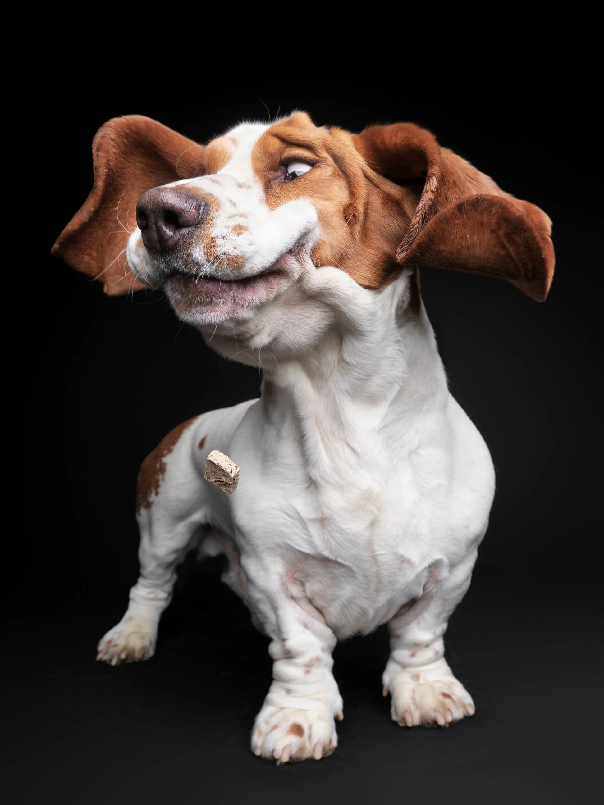 044-Butch McCartney Dog Photographer.jpg