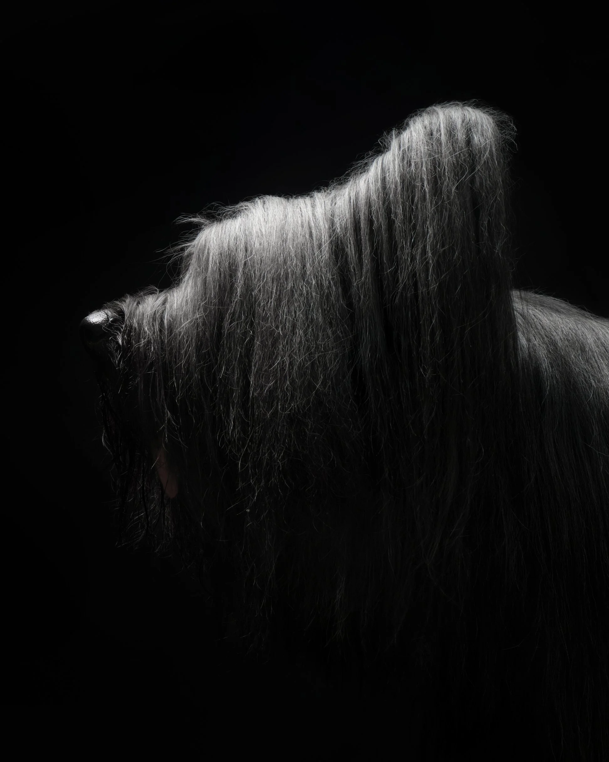 045-Butch McCartney Dog Photographer.jpg