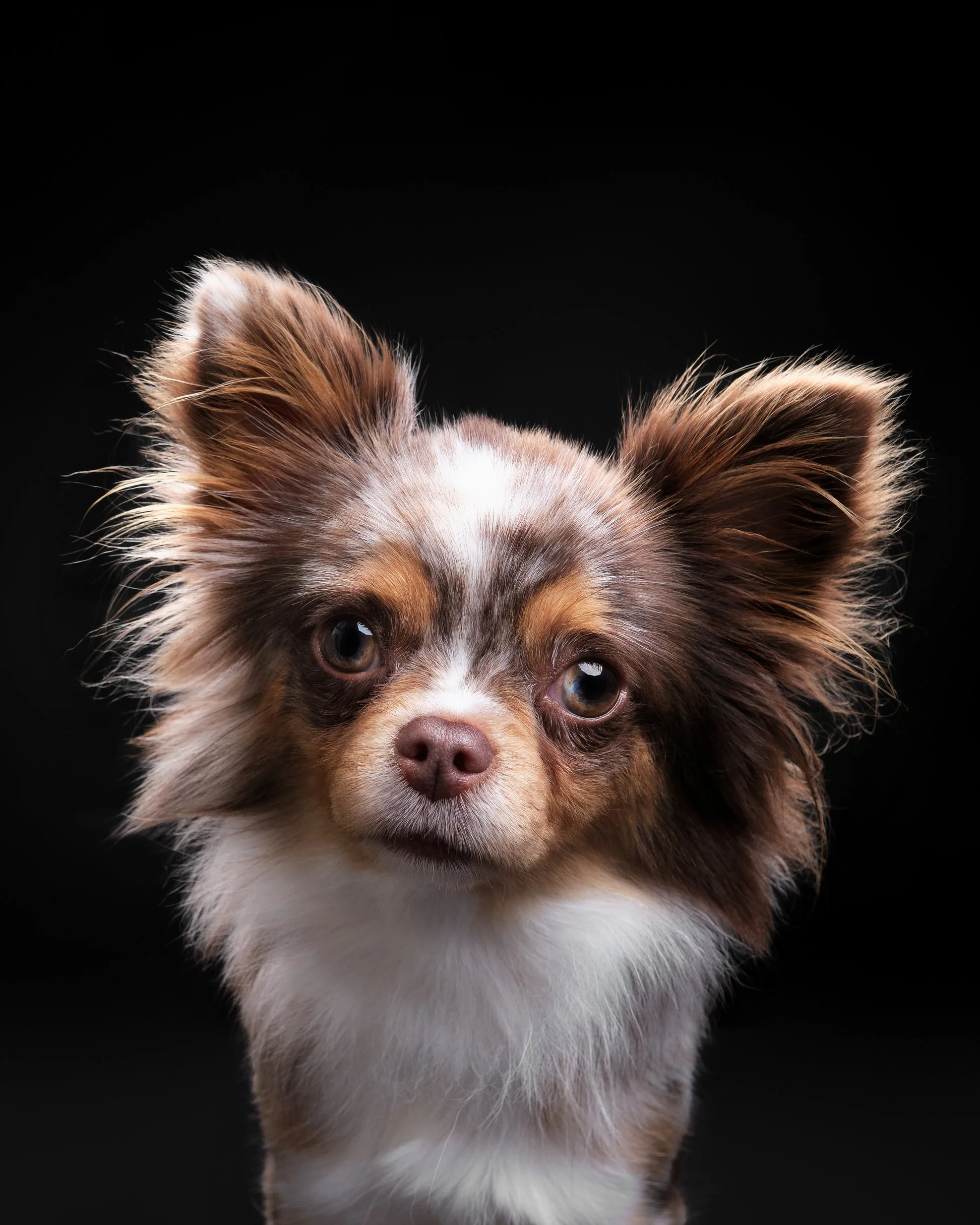 047-Butch McCartney Dog Photographer.jpg