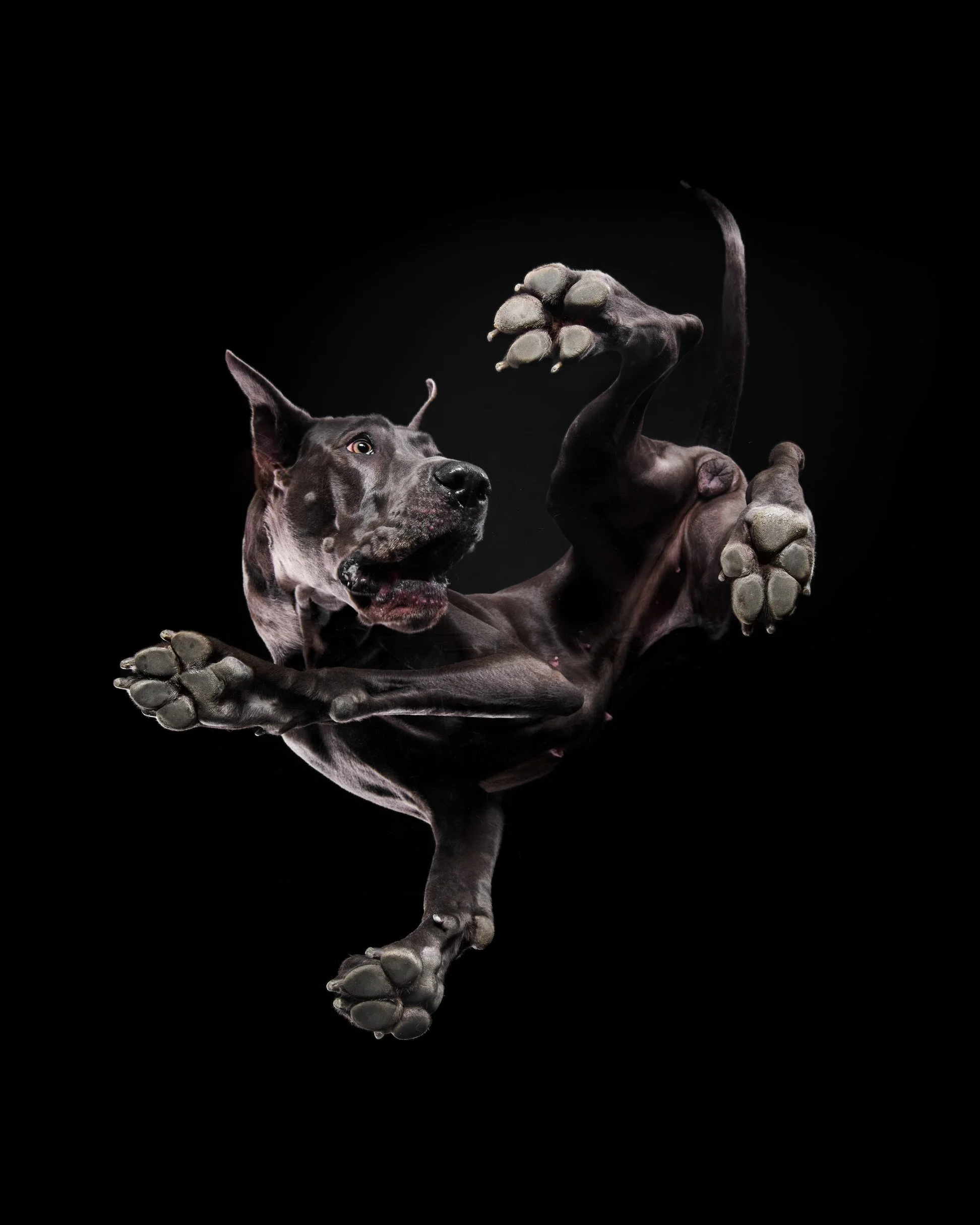 048-Butch McCartney Dog Photographer.jpg