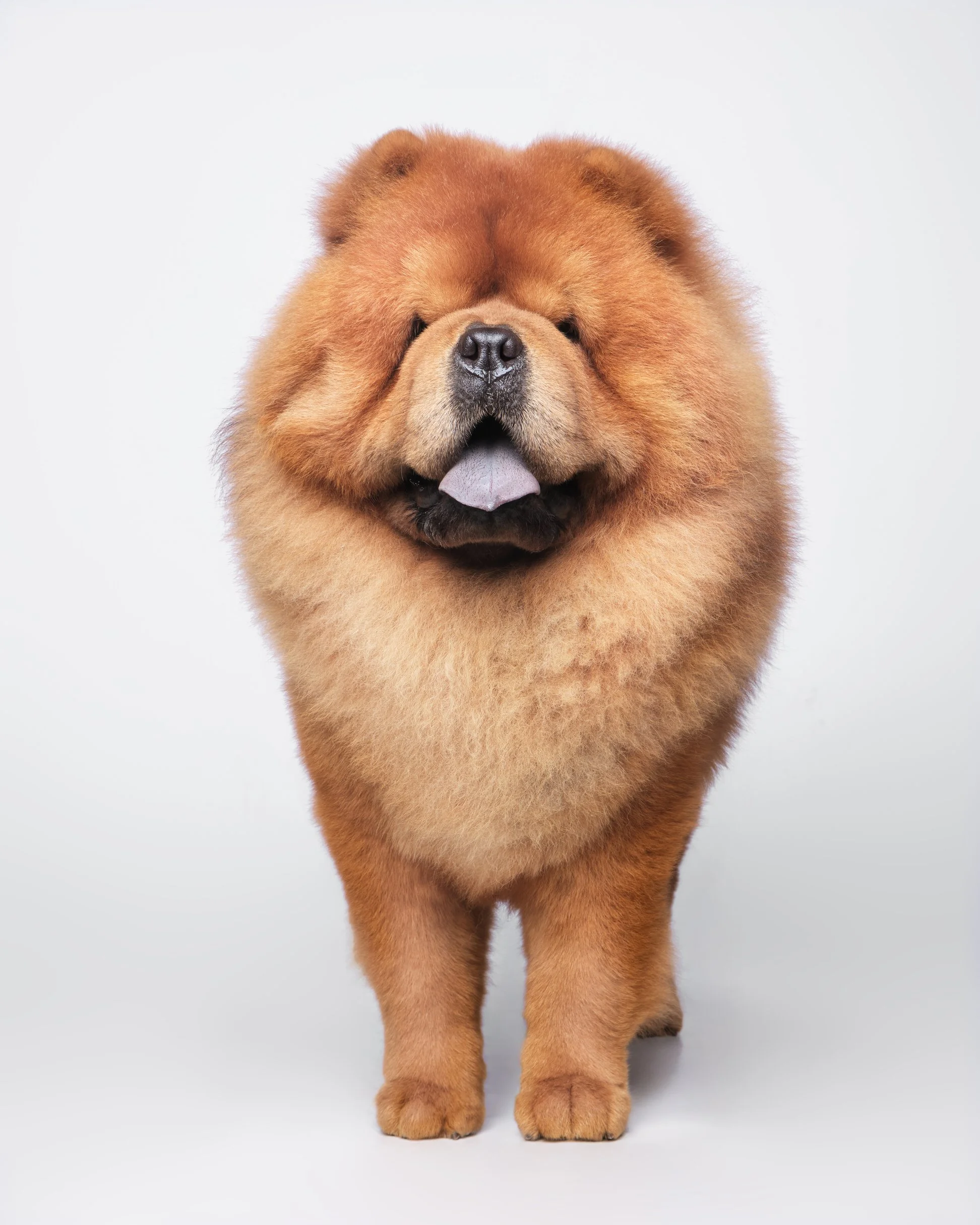 049-Butch McCartney Dog Photographer.jpg