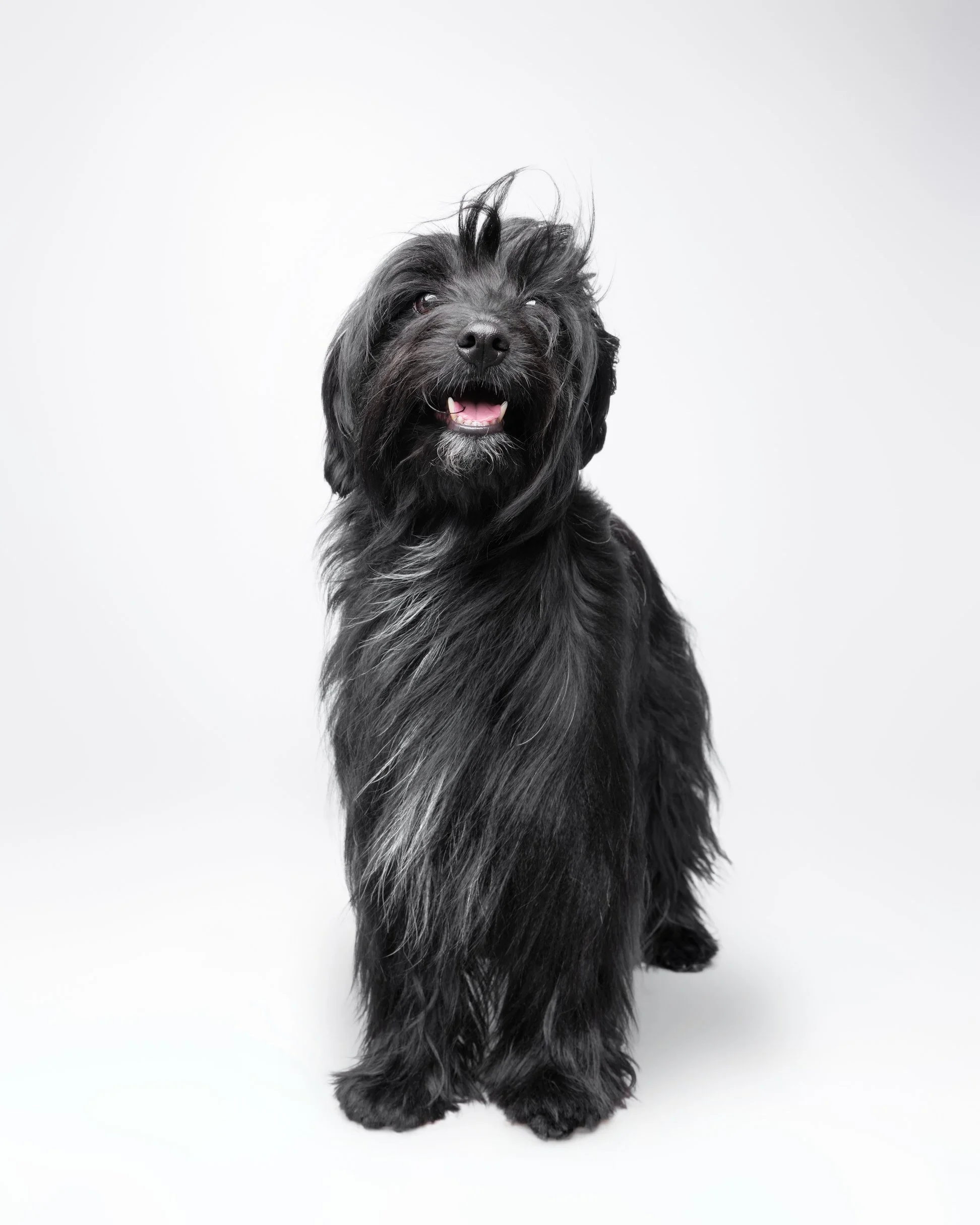 051-Butch McCartney Dog Photographer.jpg