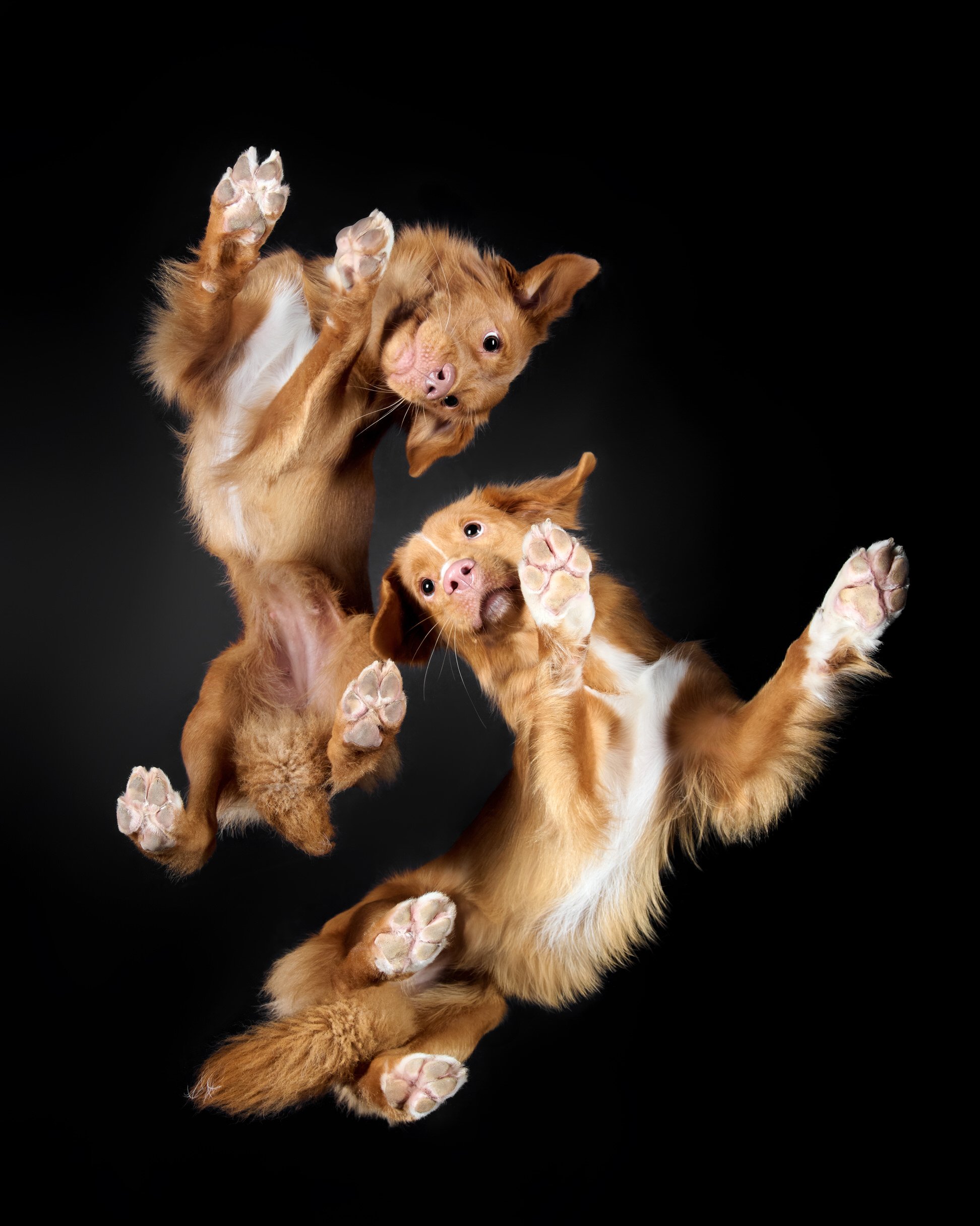 053-Butch McCartney Dog Photographer.jpg