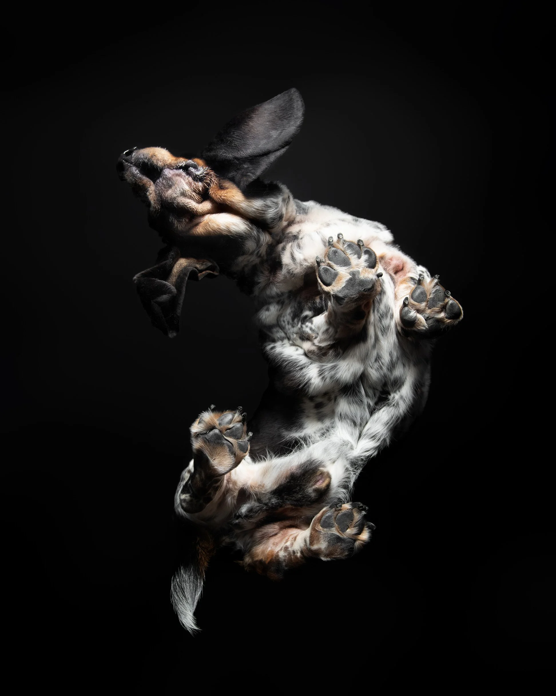 055-Butch McCartney Dog Photographer.jpg