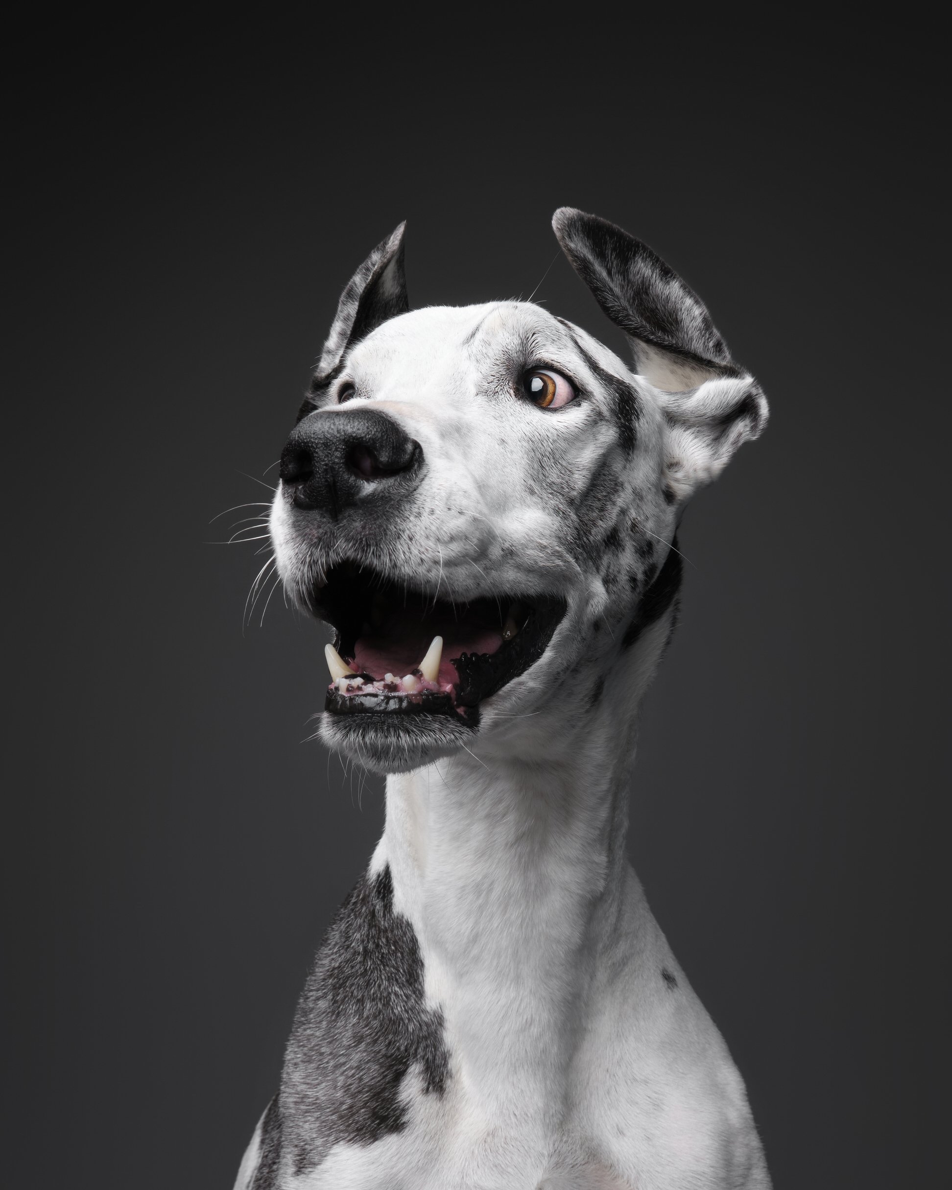 056-Butch McCartney Dog Photographer.jpg