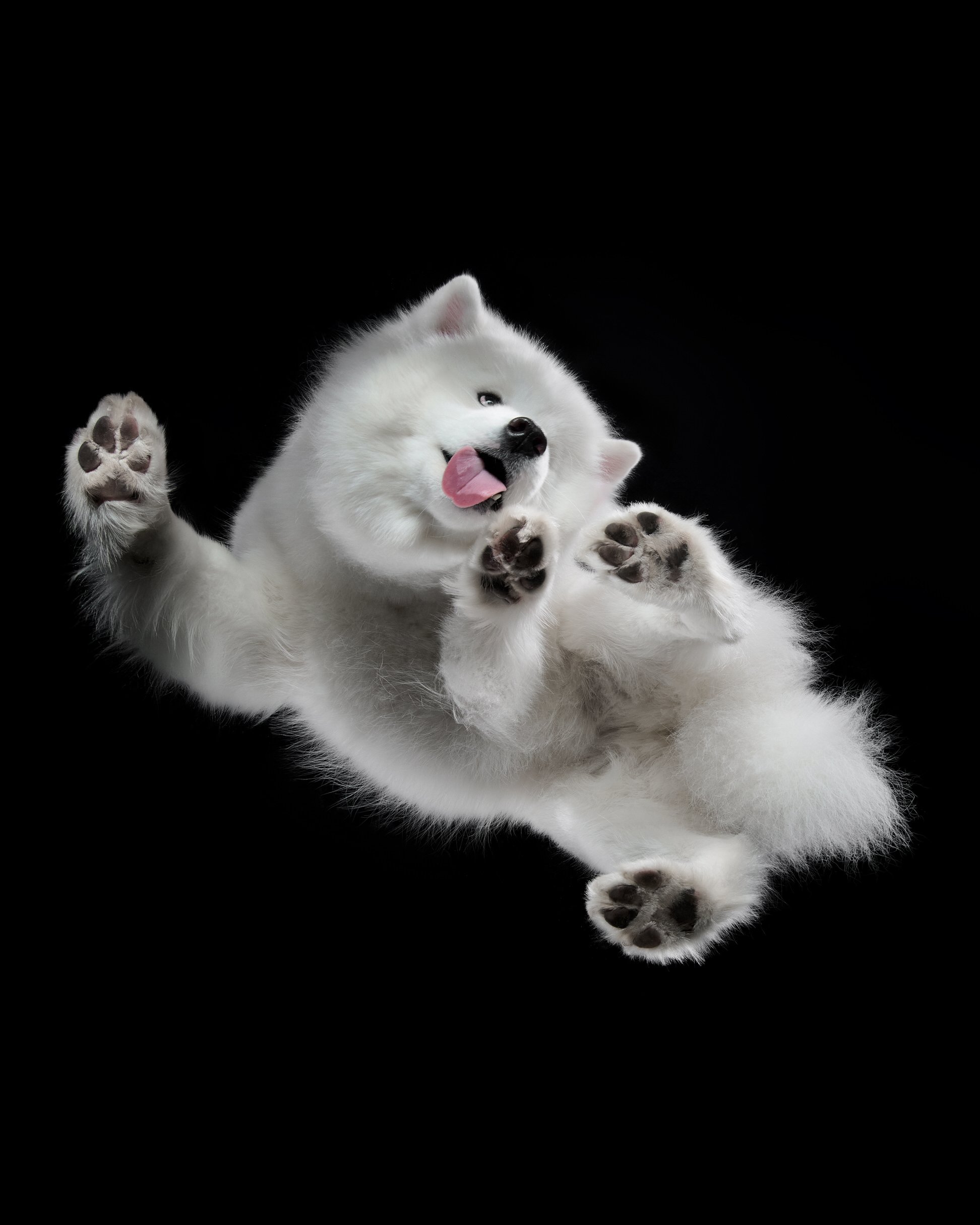 057-Butch McCartney Dog Photographer.jpg