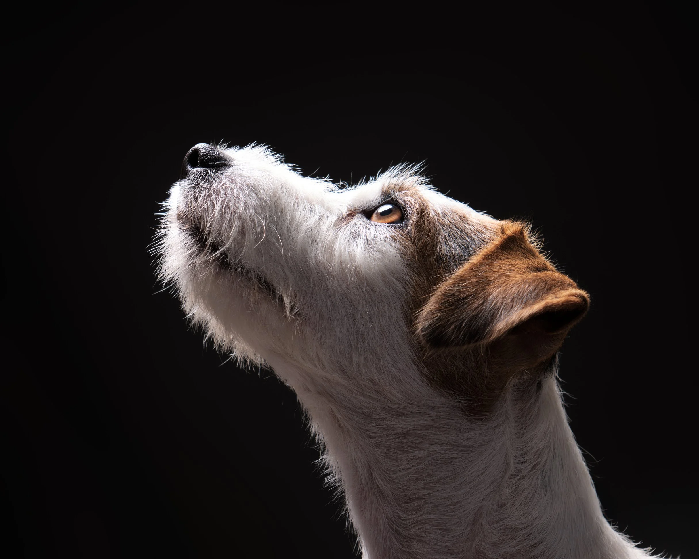 058-Butch McCartney Dog Photographer.jpg