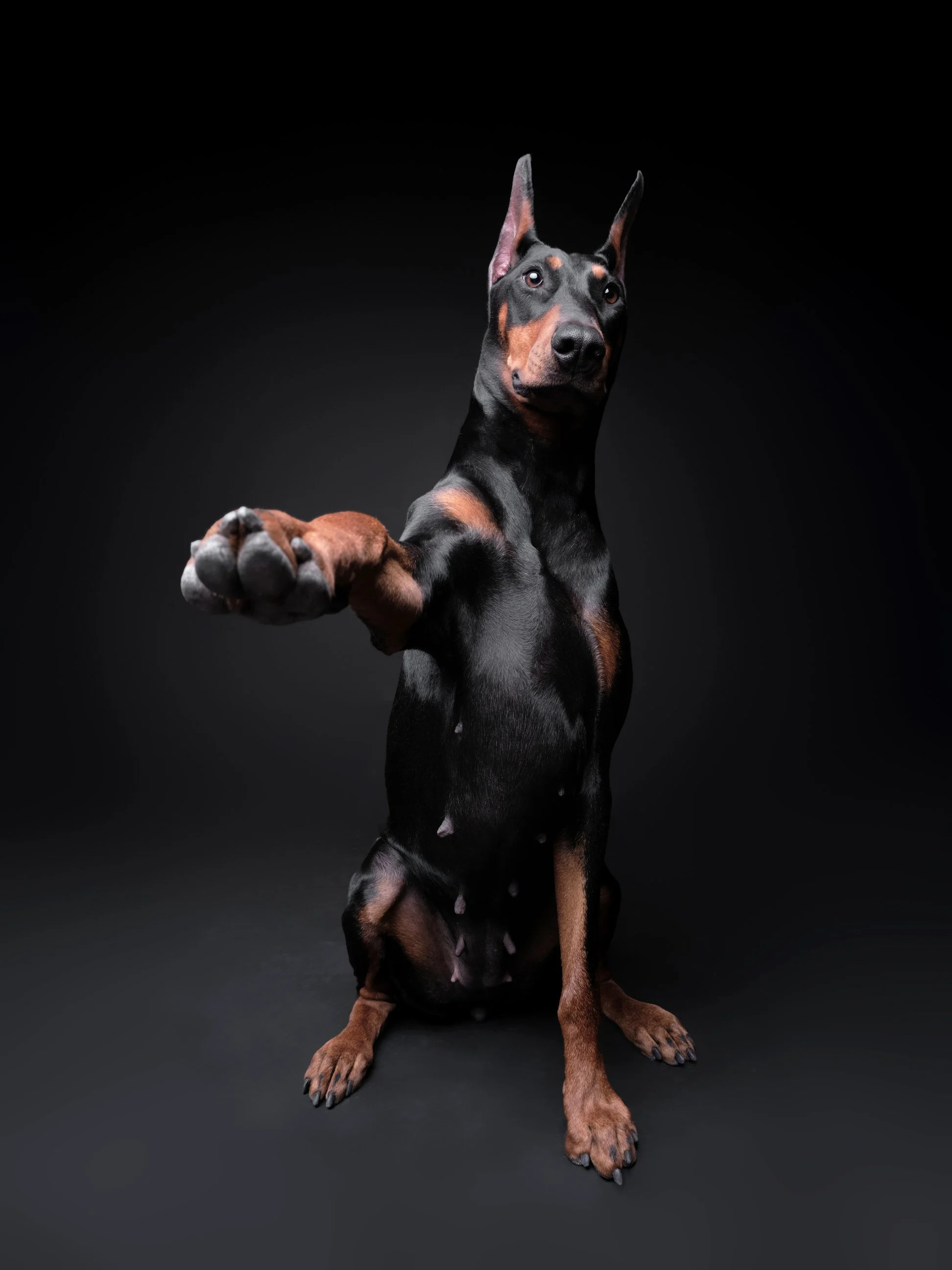 060-Butch McCartney Dog Photographer.jpg