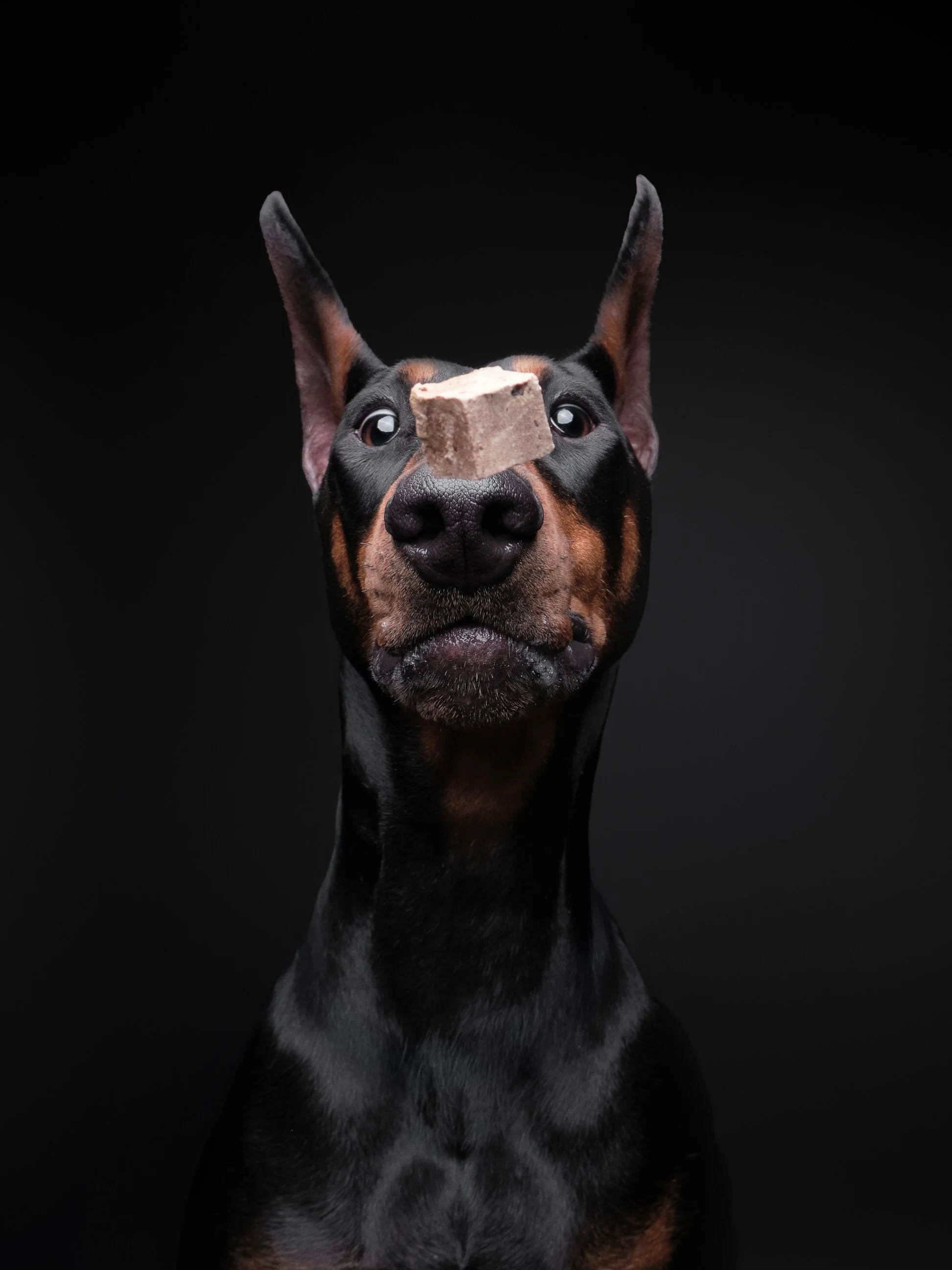 061-Butch McCartney Dog Photographer.jpg