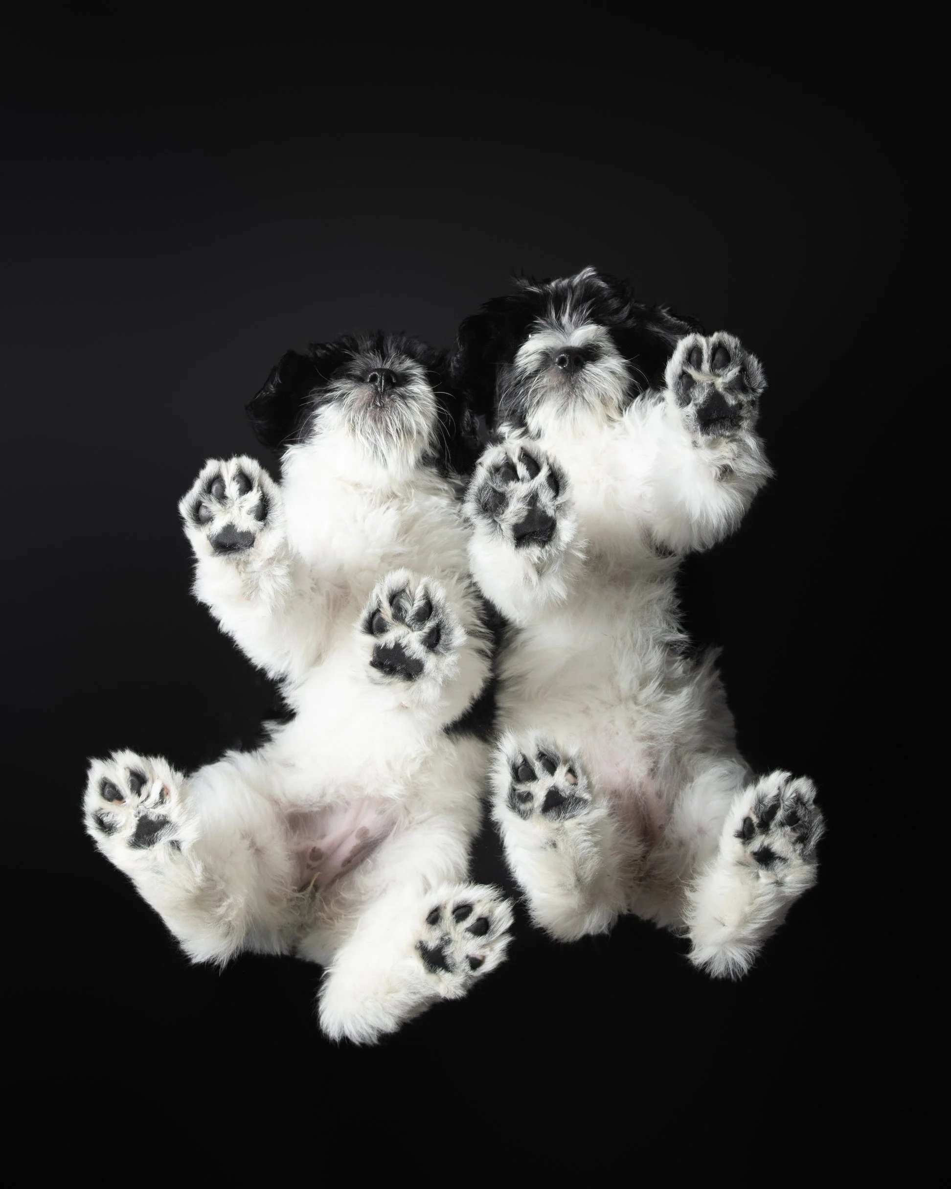 016-Butch McCartney Dog Photographer.jpg