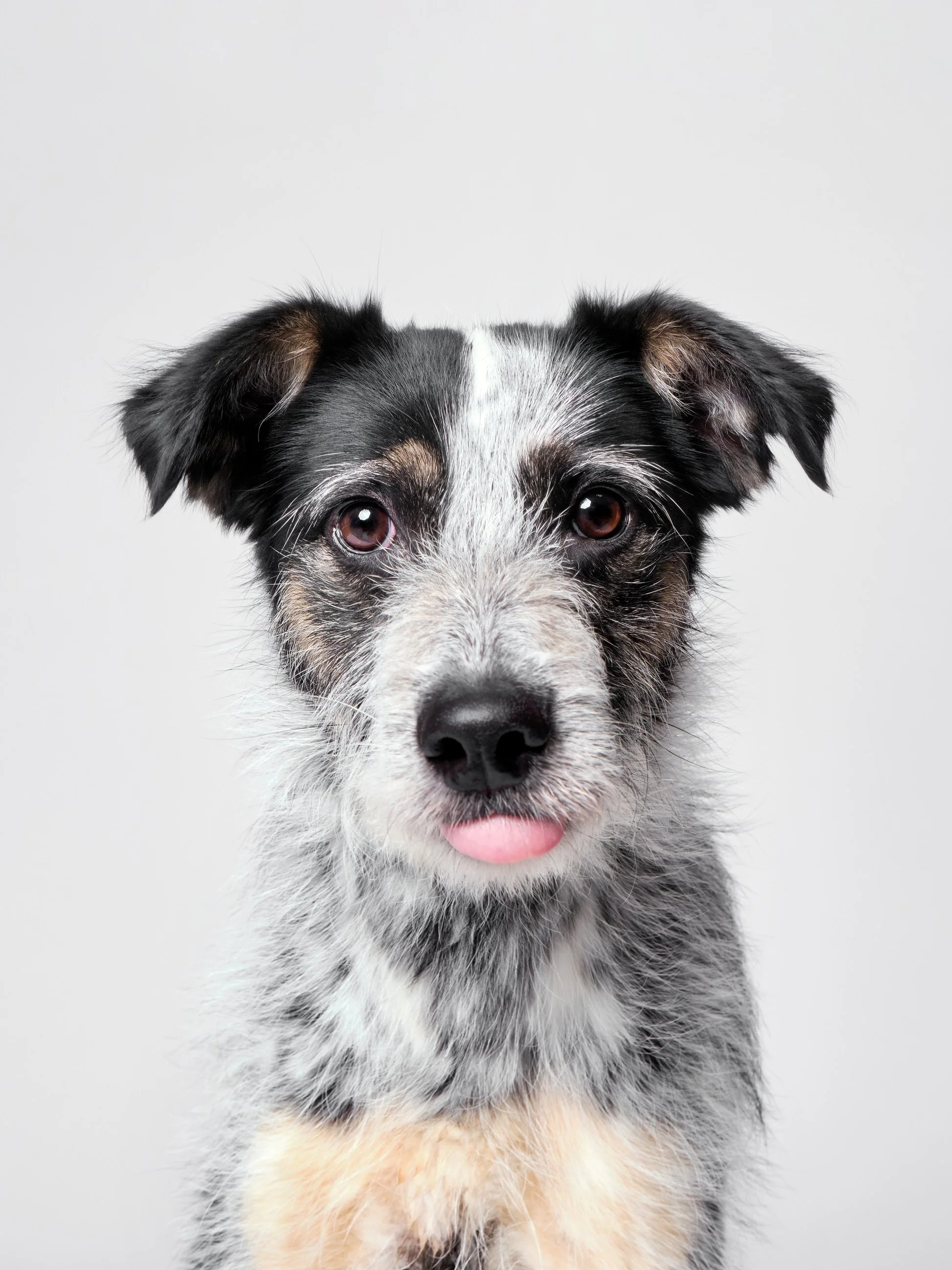 001-Butch McCartney Shelter Dog Photographer.jpg