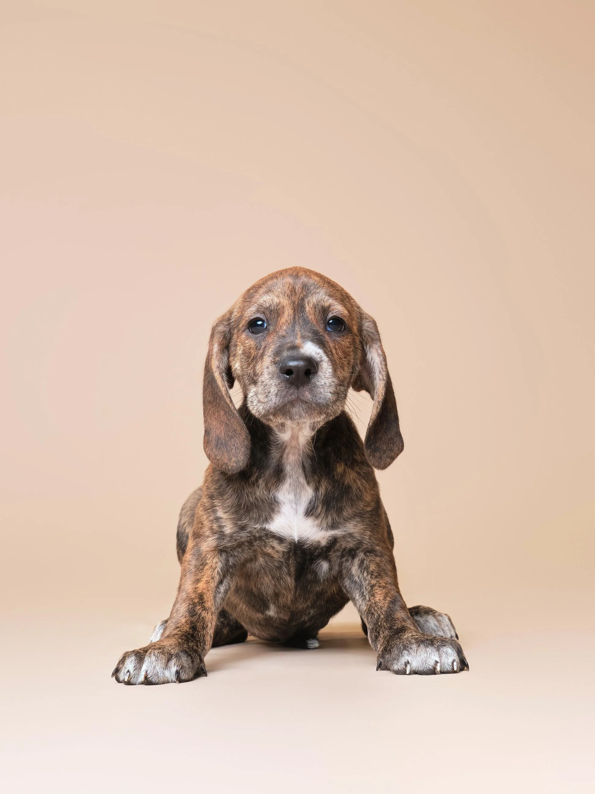 002-Butch McCartney Shelter Dog Photographer.jpg