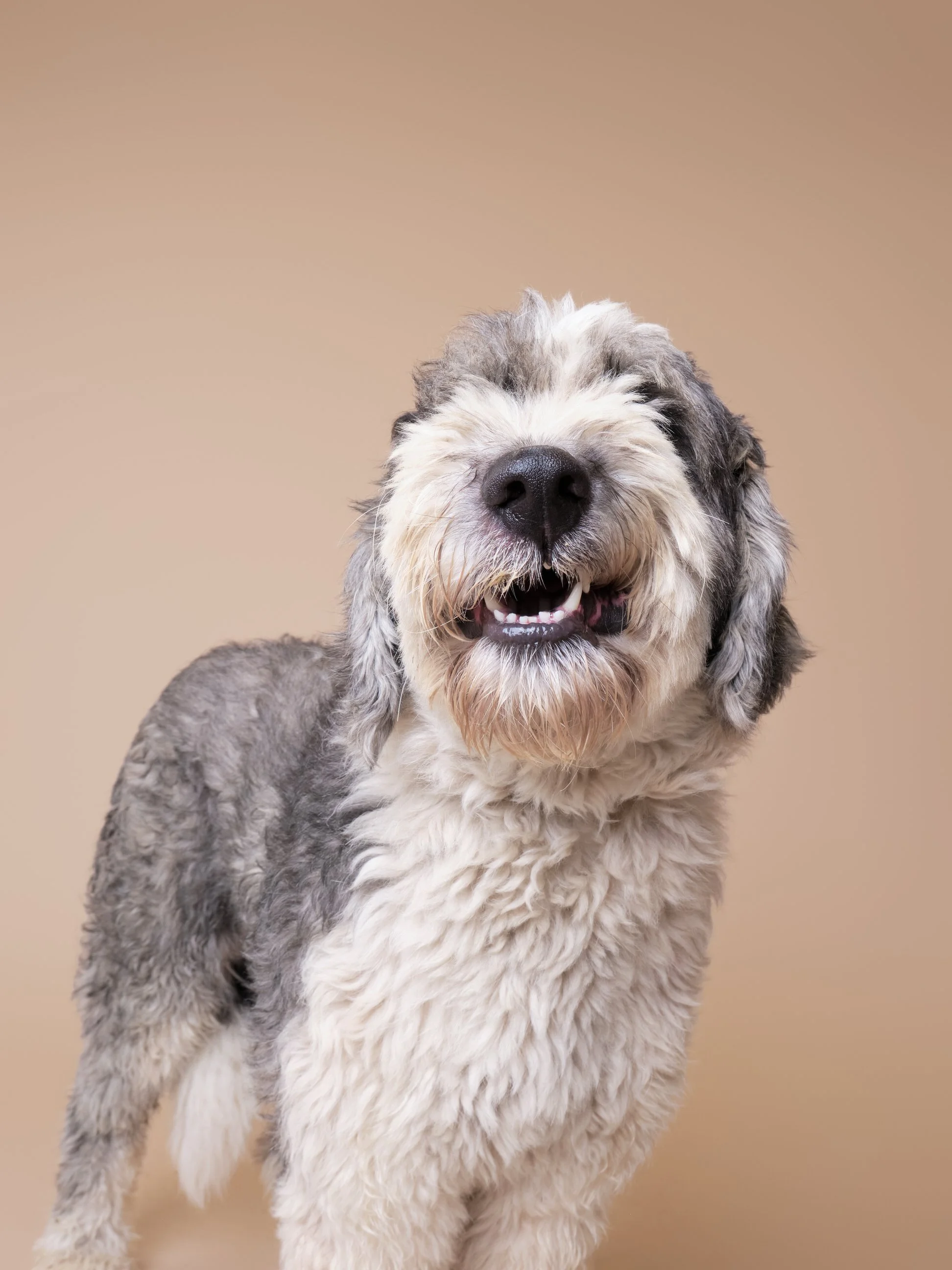 003-Butch McCartney Shelter Dog Photographer.jpg