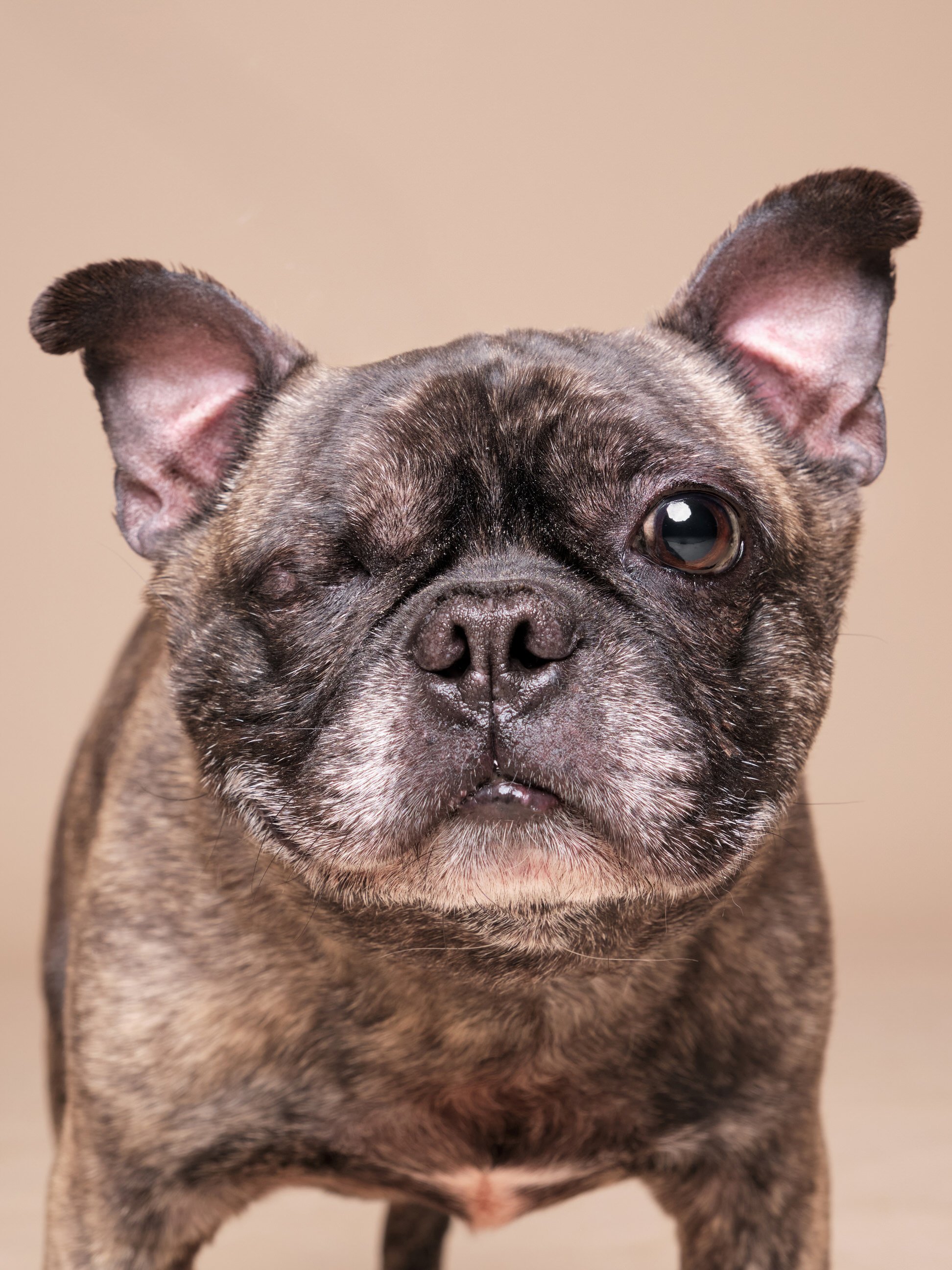 006-Butch McCartney Shelter Dog Photographer.jpg