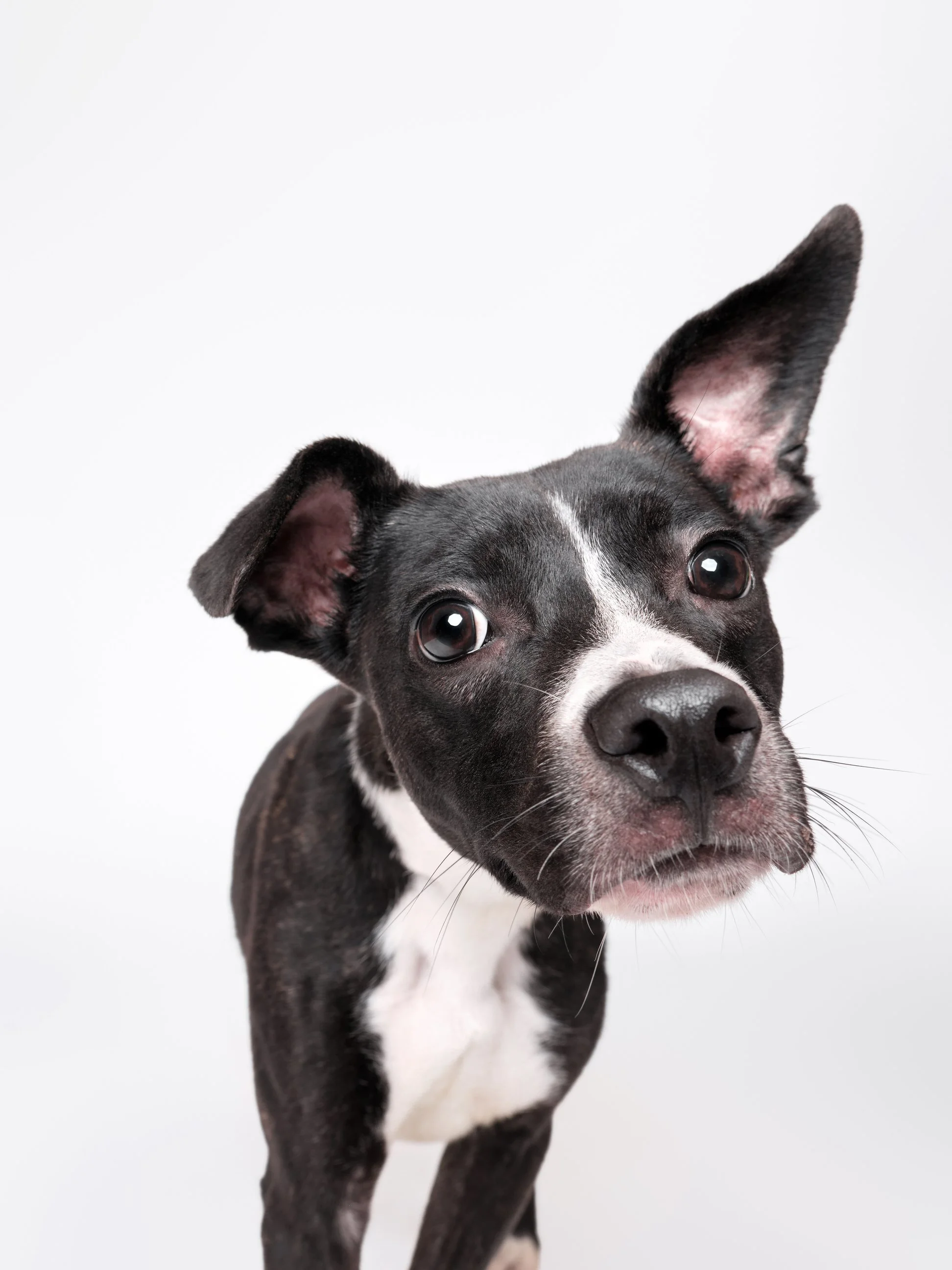 005-Butch McCartney Shelter Dog Photographer.jpg