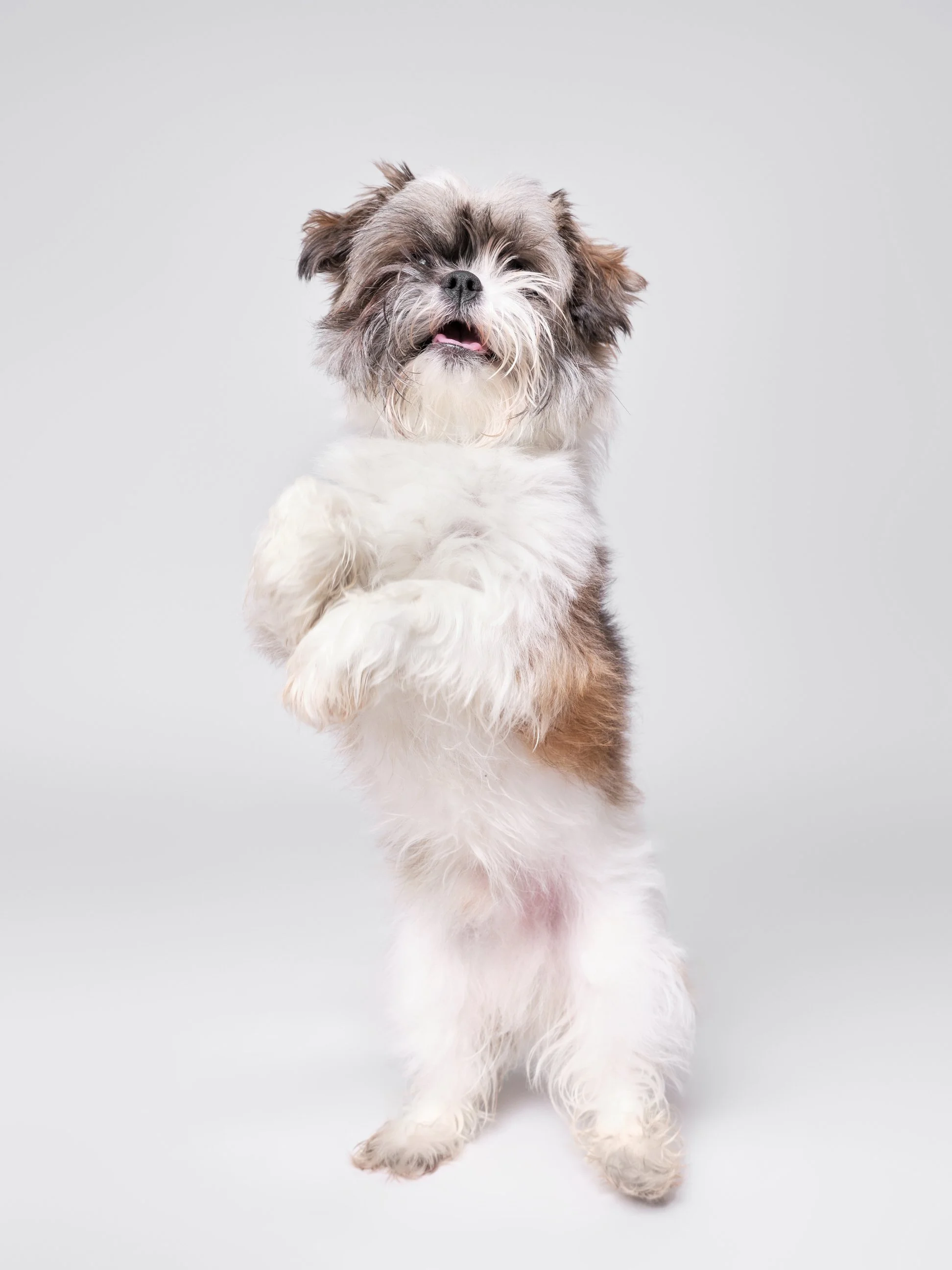 007-Butch McCartney Shelter Dog Photographer.jpg