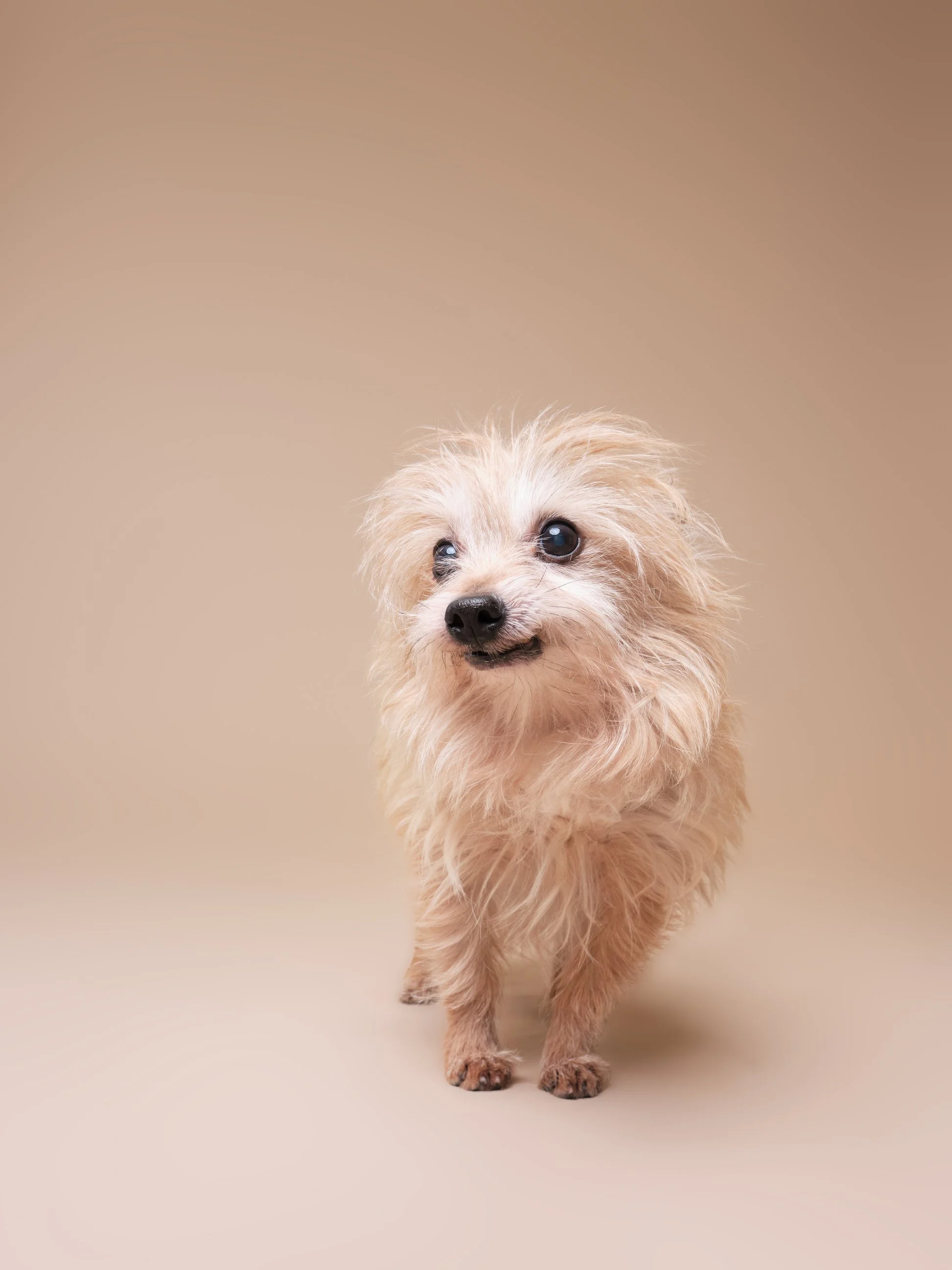 009-Butch McCartney Shelter Dog Photographer.jpg