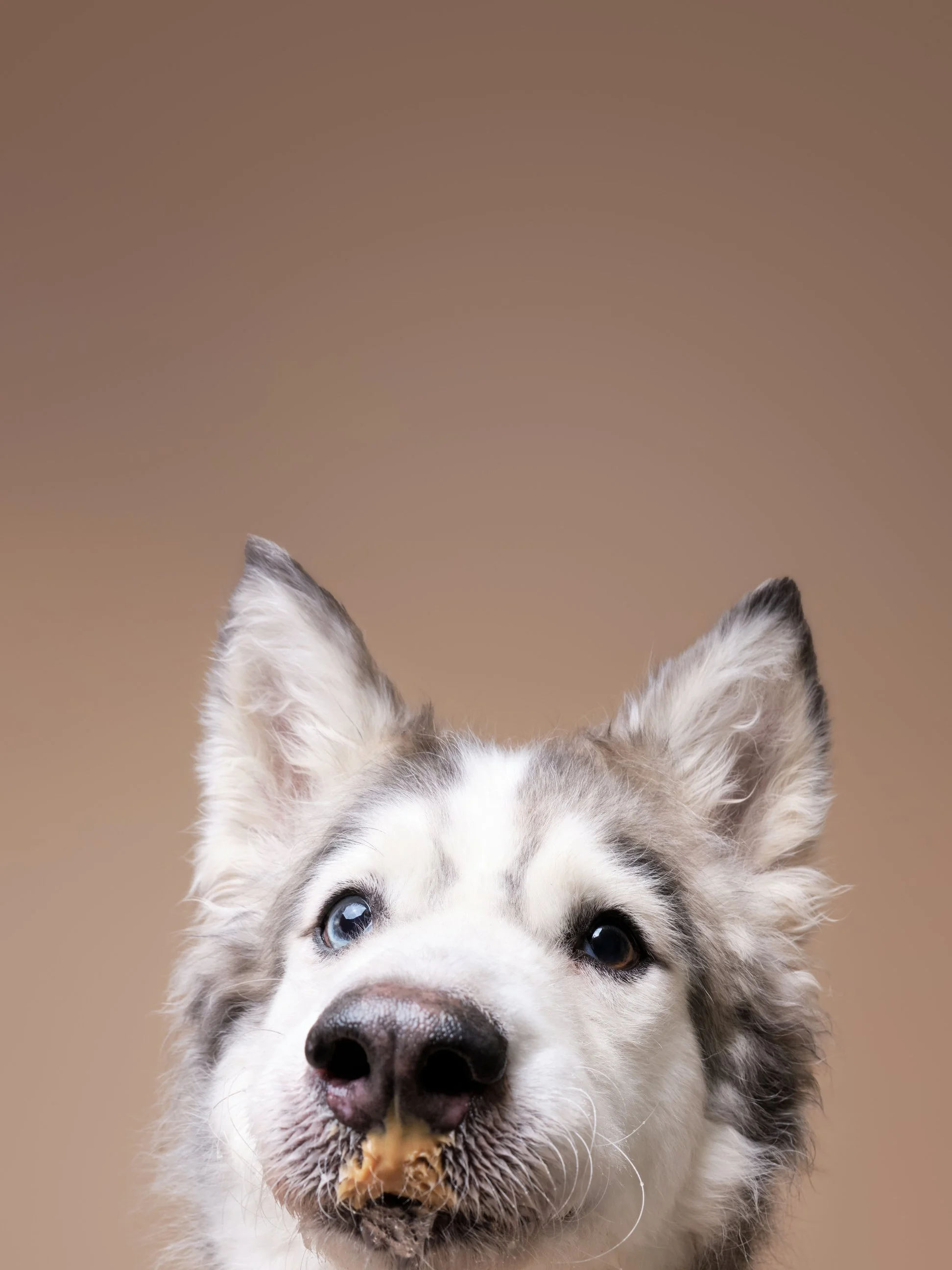 011-Butch McCartney Shelter Dog Photographer.jpg