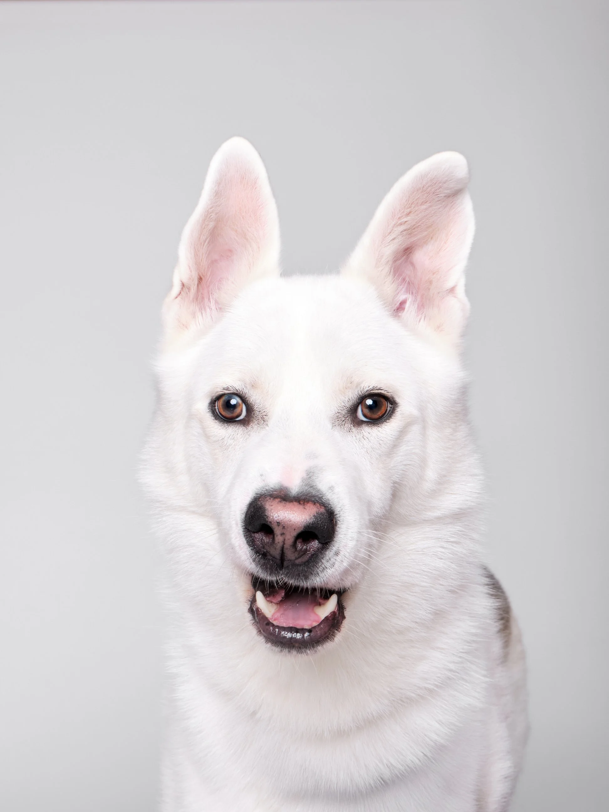 012-Butch McCartney Shelter Dog Photographer.jpg