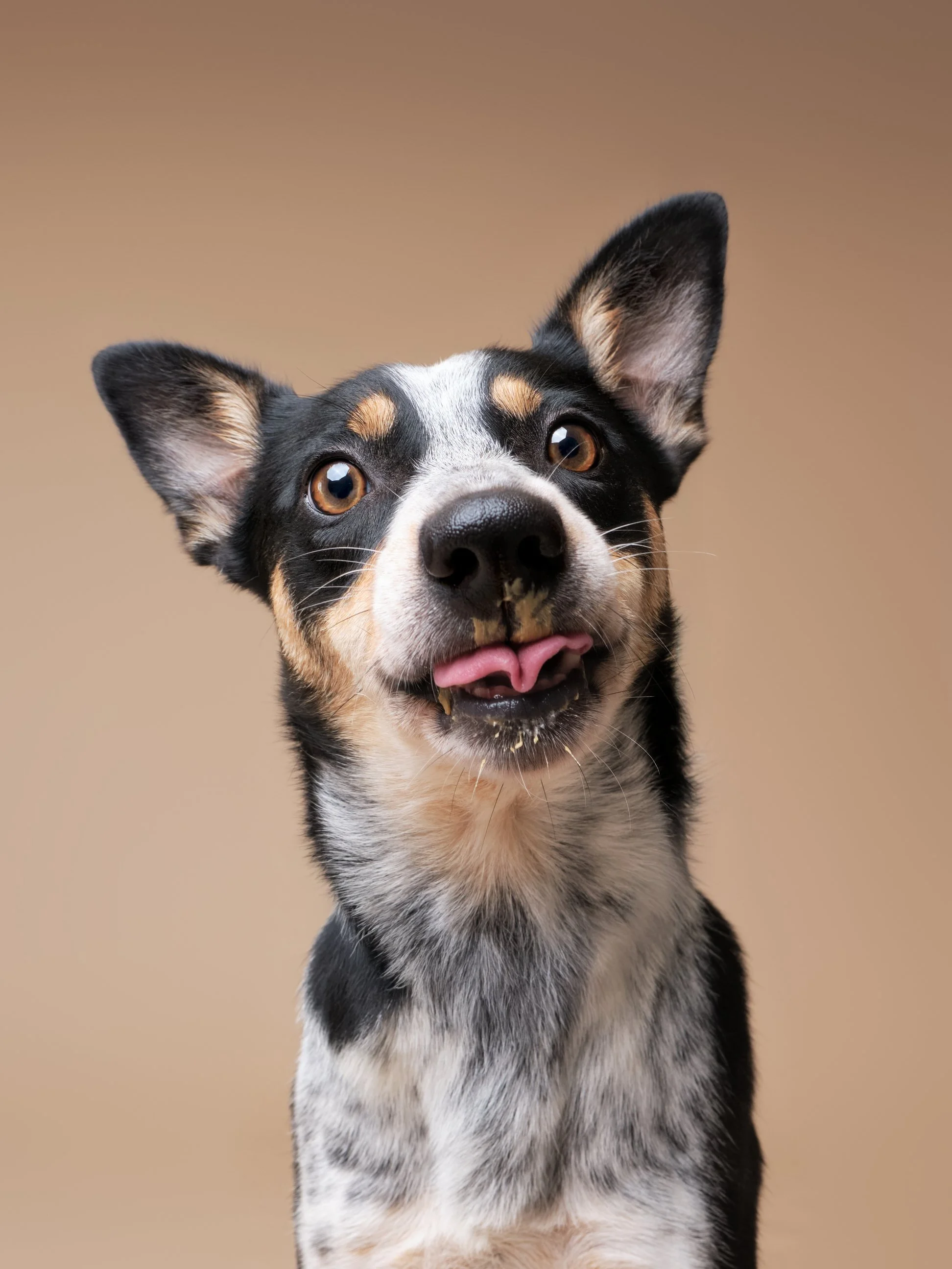 013-Butch McCartney Shelter Dog Photographer.jpg