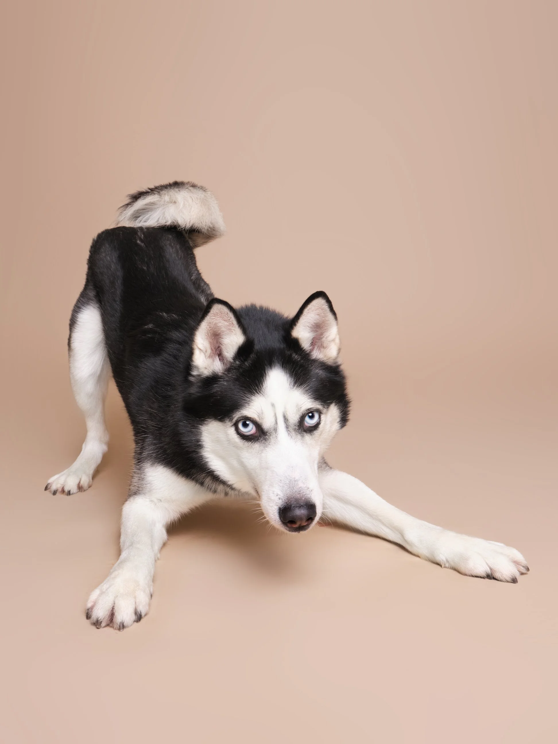 015-Butch McCartney Shelter Dog Photographer.jpg