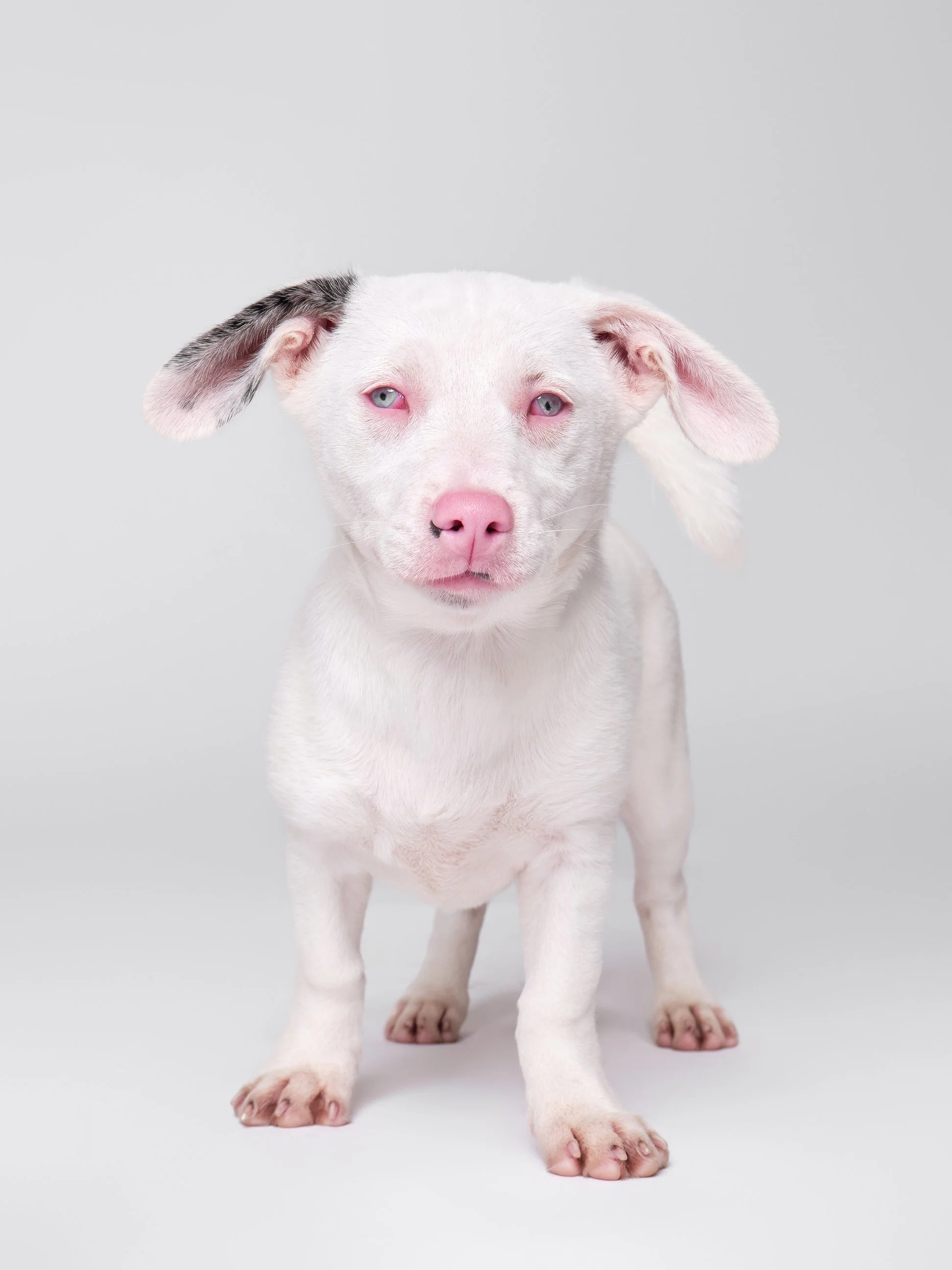 016-Butch McCartney Shelter Dog Photographer.jpg