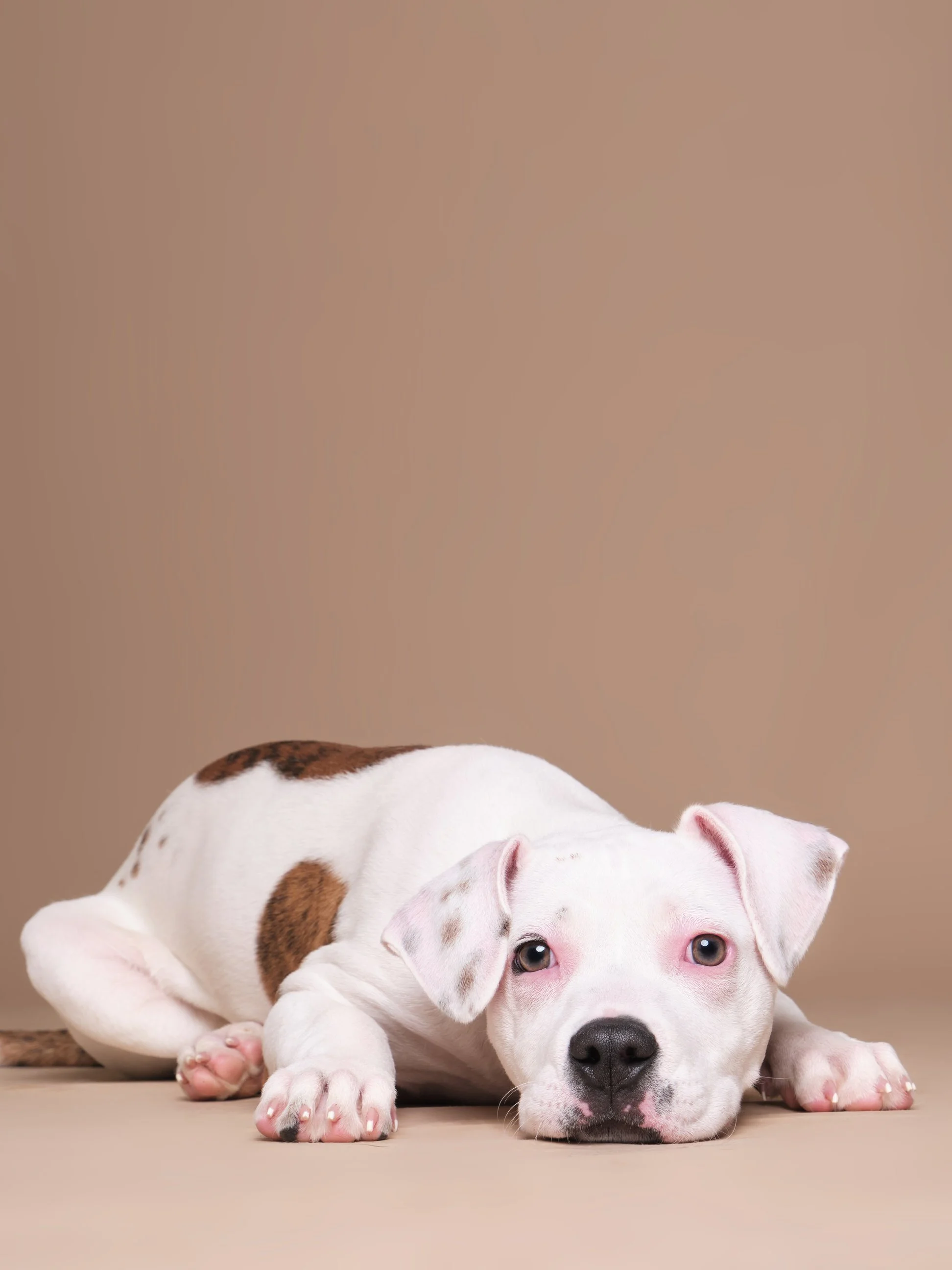 017-Butch McCartney Shelter Dog Photographer.jpg