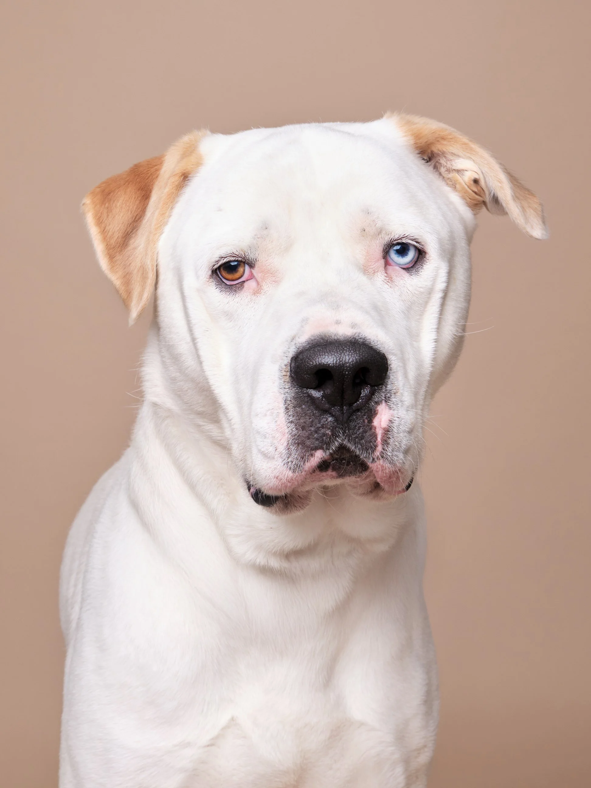 018-Butch McCartney Shelter Dog Photographer.jpg