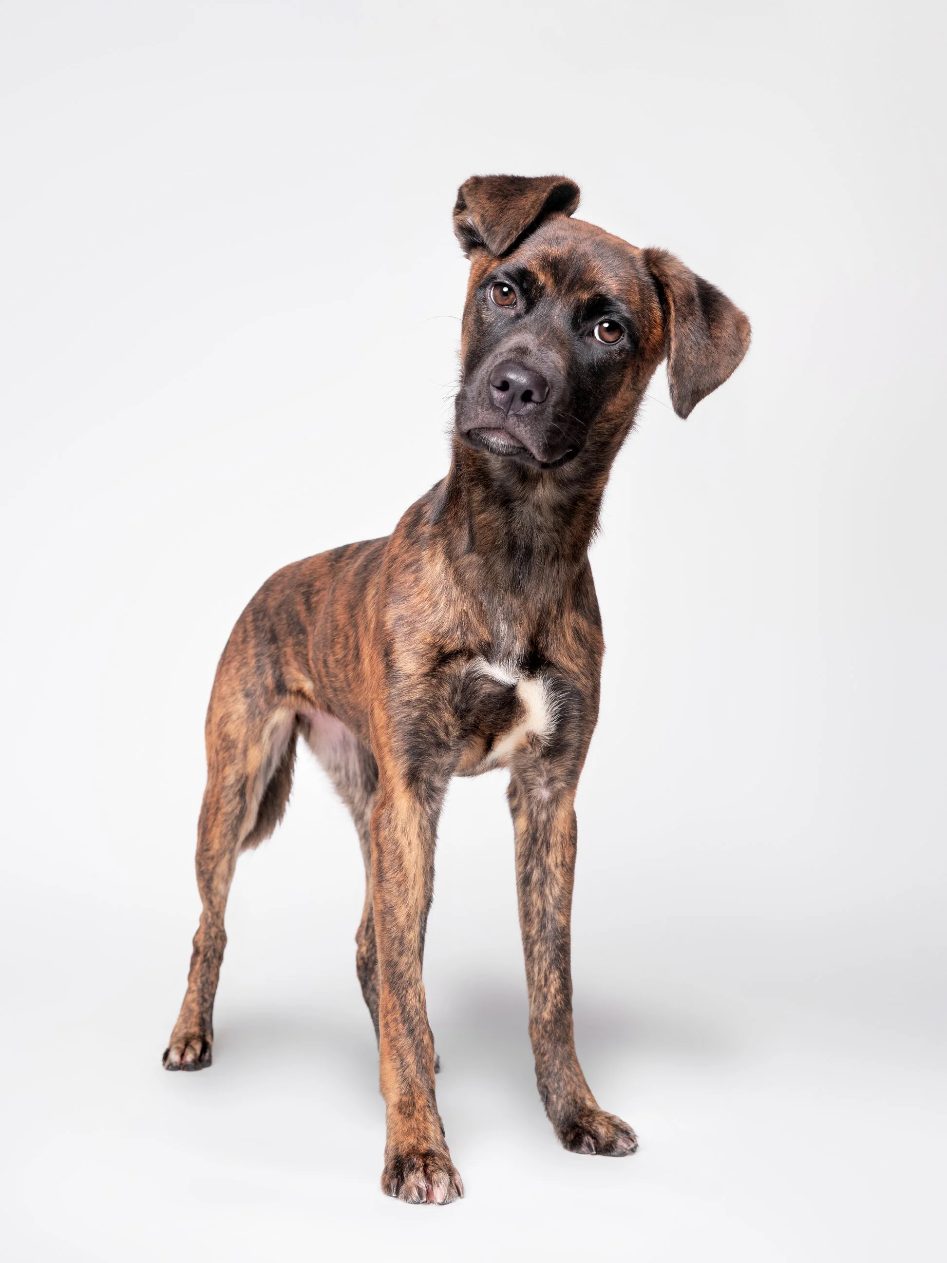 019-Butch McCartney Shelter Dog Photographer.jpg