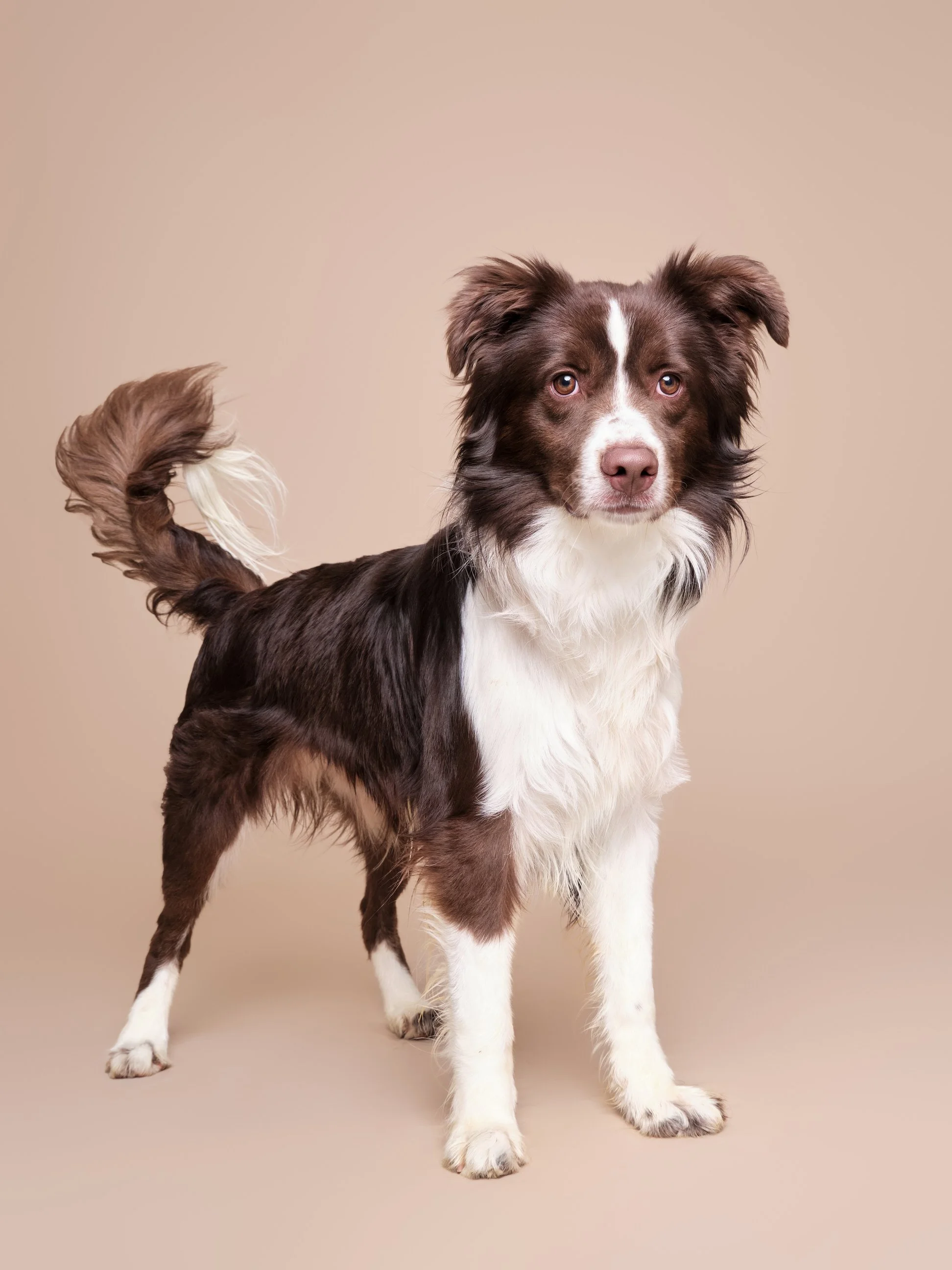 020-Butch McCartney Shelter Dog Photographer.jpg