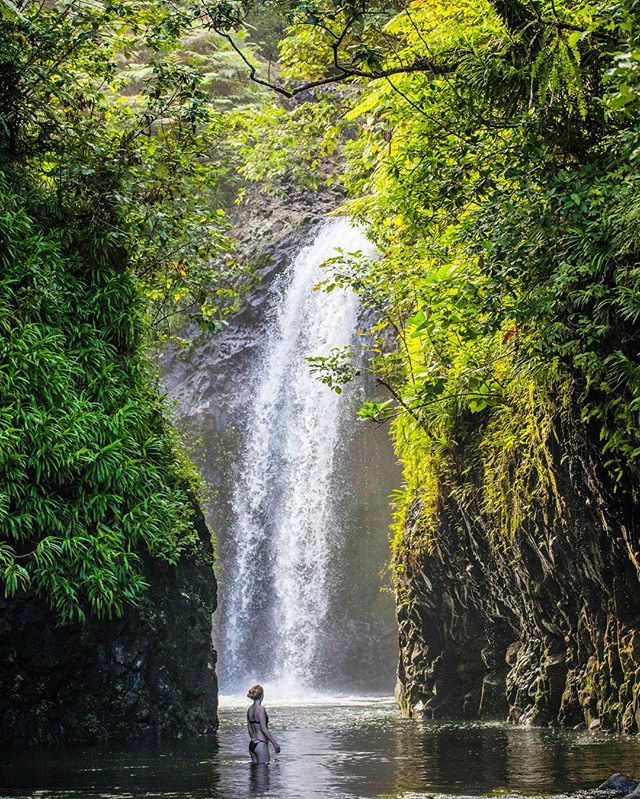 The forested waterfalls of Bouma National Heritage Park draw visitors to Taveuni but despite the protection on paper significant areas of forest have continued to be cleared even since I first visited five years ago. In the absence of forest rangers 