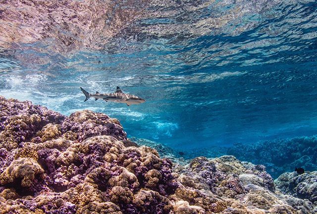 Flint island was originally charted in 1592 by Ferdinand Magellan as &ldquo;Tiburones&rdquo; meaning sharks in Spanish. Today this tiny speck in the middle of the Pacific is one of few places on Earth where sharks still reign supreme thanks to its re
