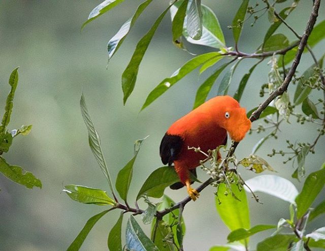 Photo by @wildhopemarkham 
The bizarre, almost alien-like appearance of the male Andean Cock-of-the-Rock matches its peculiar mating ritual of gathering in lekking spots to perform loud courtship calls and dances to impress onlooking females. 
#peru 