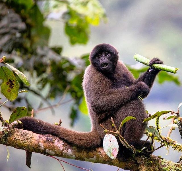 Photograph by @wildhopemarkham with co-leader @erinmariephotographyla // A wooly monkey calmly munches a segment of tree fern, protected from the cloud forest&rsquo;s typical drizzle by her luxuriant coat while the young students watching her struggl