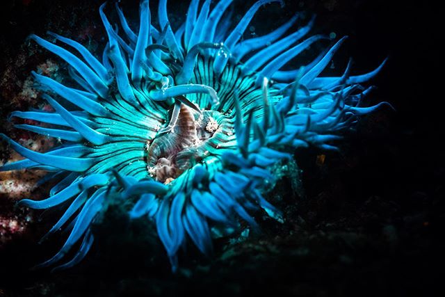 Using special &ldquo;Nightsea&rdquo; lights from @lightandmotiondive  one can observe flourescence&mdash;the phenomenon by which biological material absorbs light in one wavelength and re-releases it in another. There are likely numerous reasons tiss