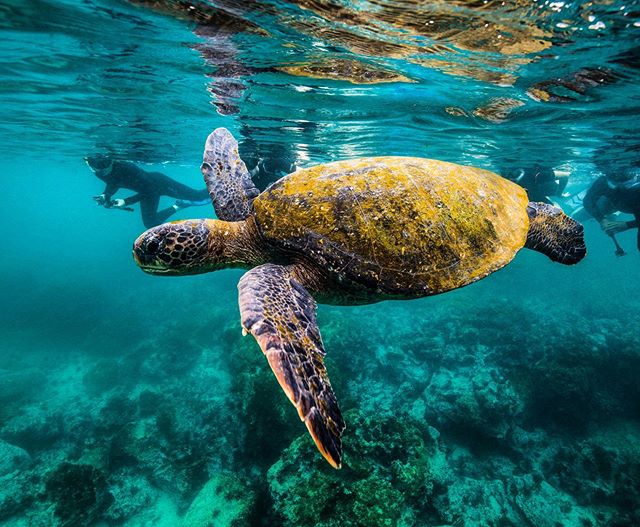 Photo by @wildhopemarkham // Students cruise beside a green sea turtle in the cool, rich waters off San Cristobal island in the Galapagos 
#natgeostudentexpeditions #galapagos #ecuador